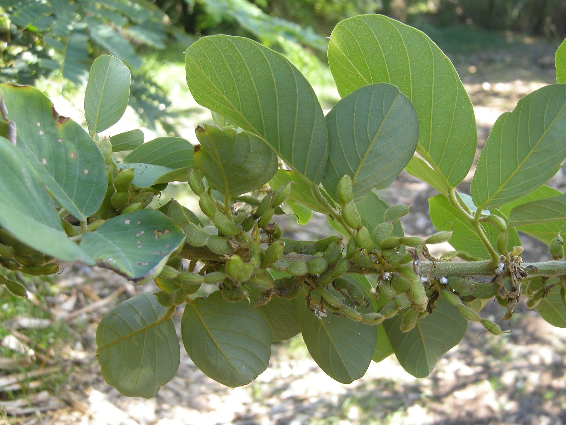 Afficher le média dendrolobium_umbellatum2md dendrolobium_umbellatum2md