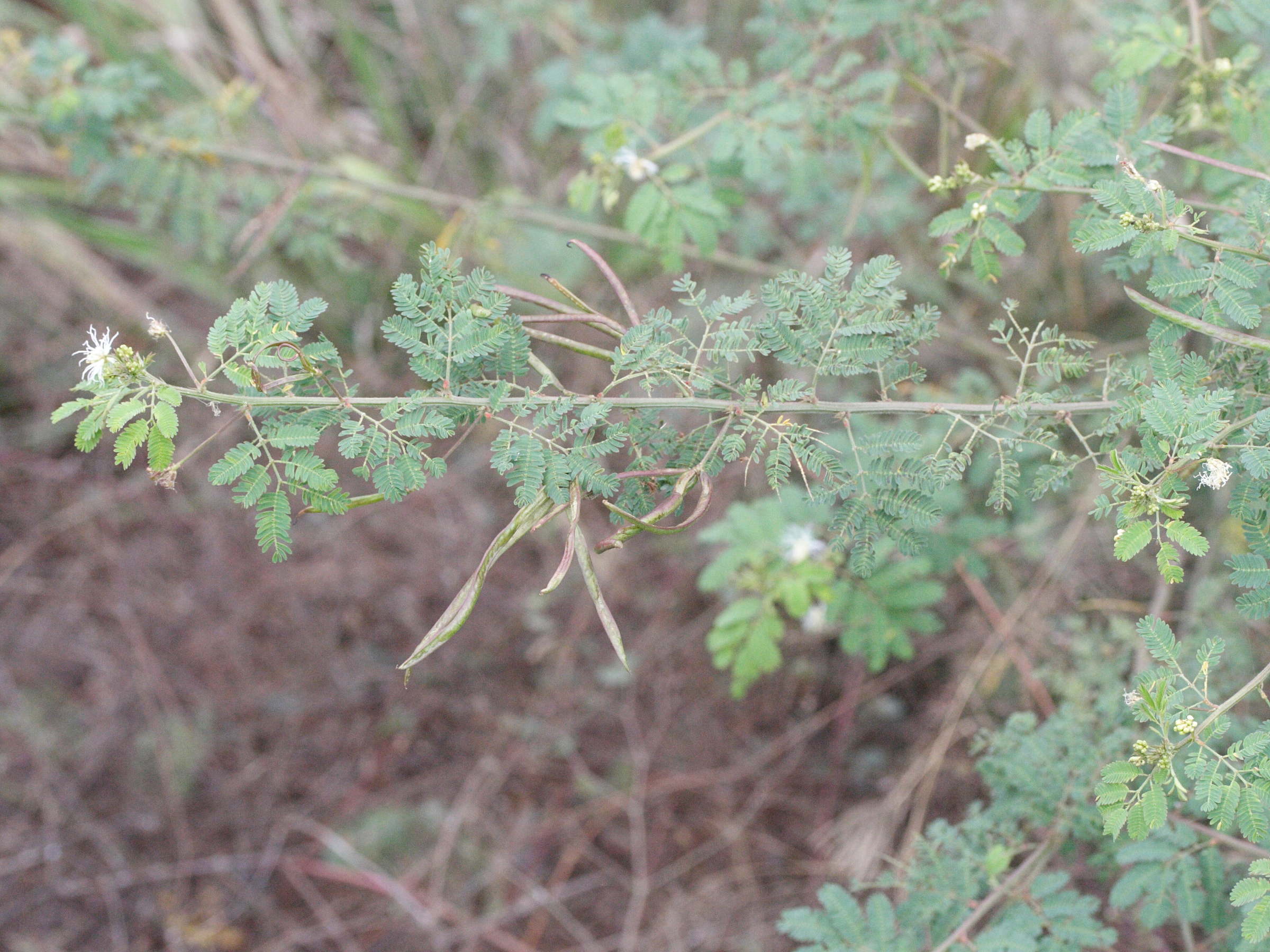 desmanthus_virgatus3md