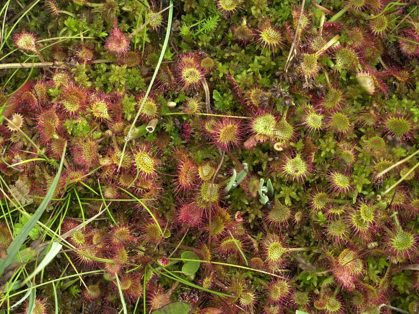 drosera_rotundifolia6md