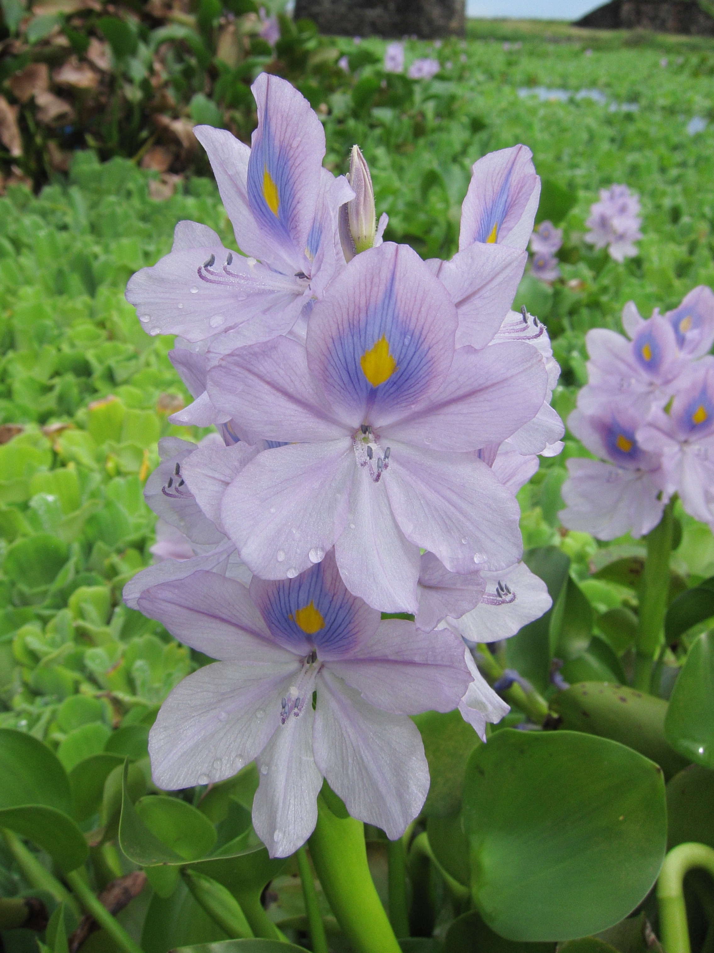 eichhornia_crassipes3bd