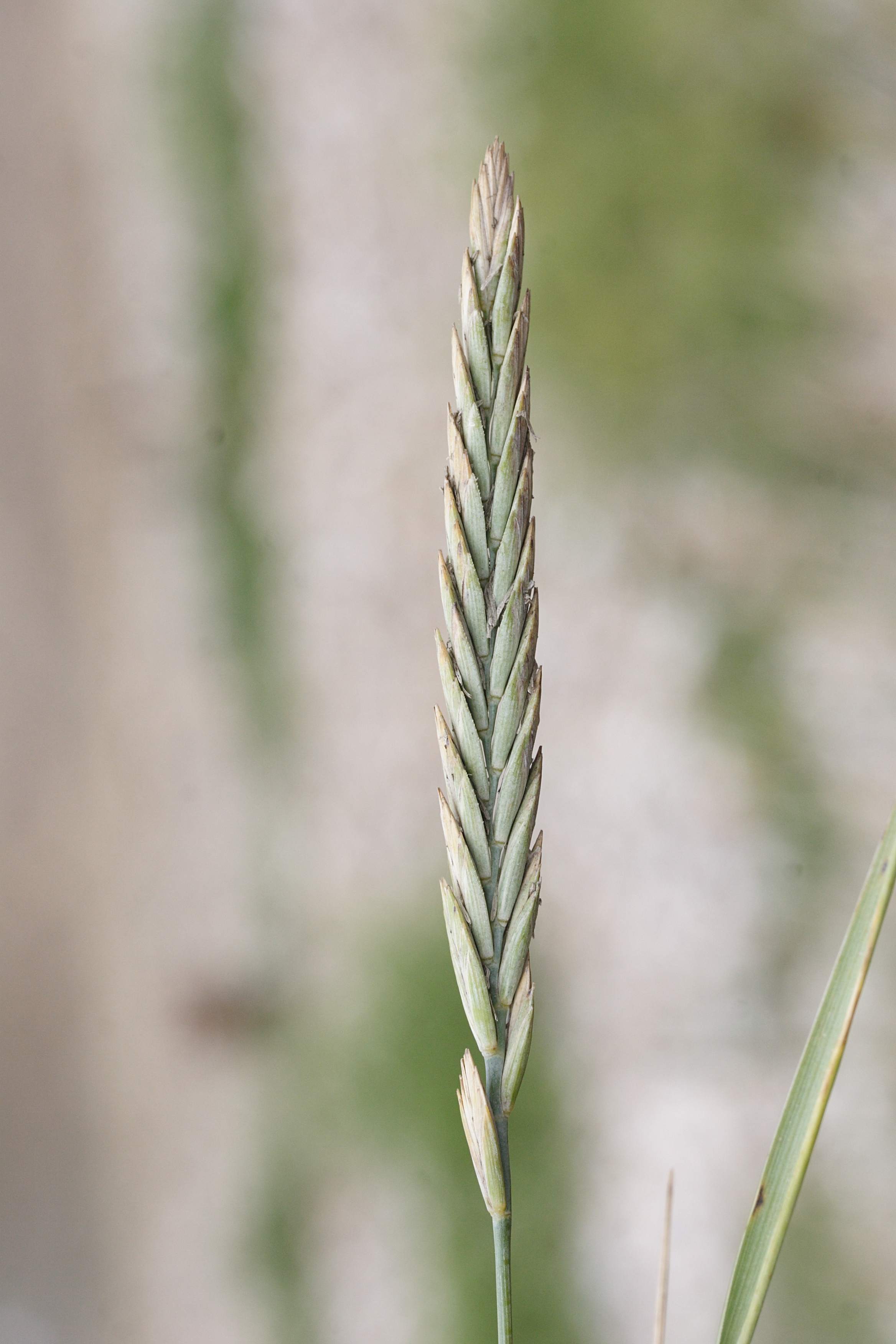 Afficher le média elytrigia_x_laxa2amd elytrigia_x_laxa2amd