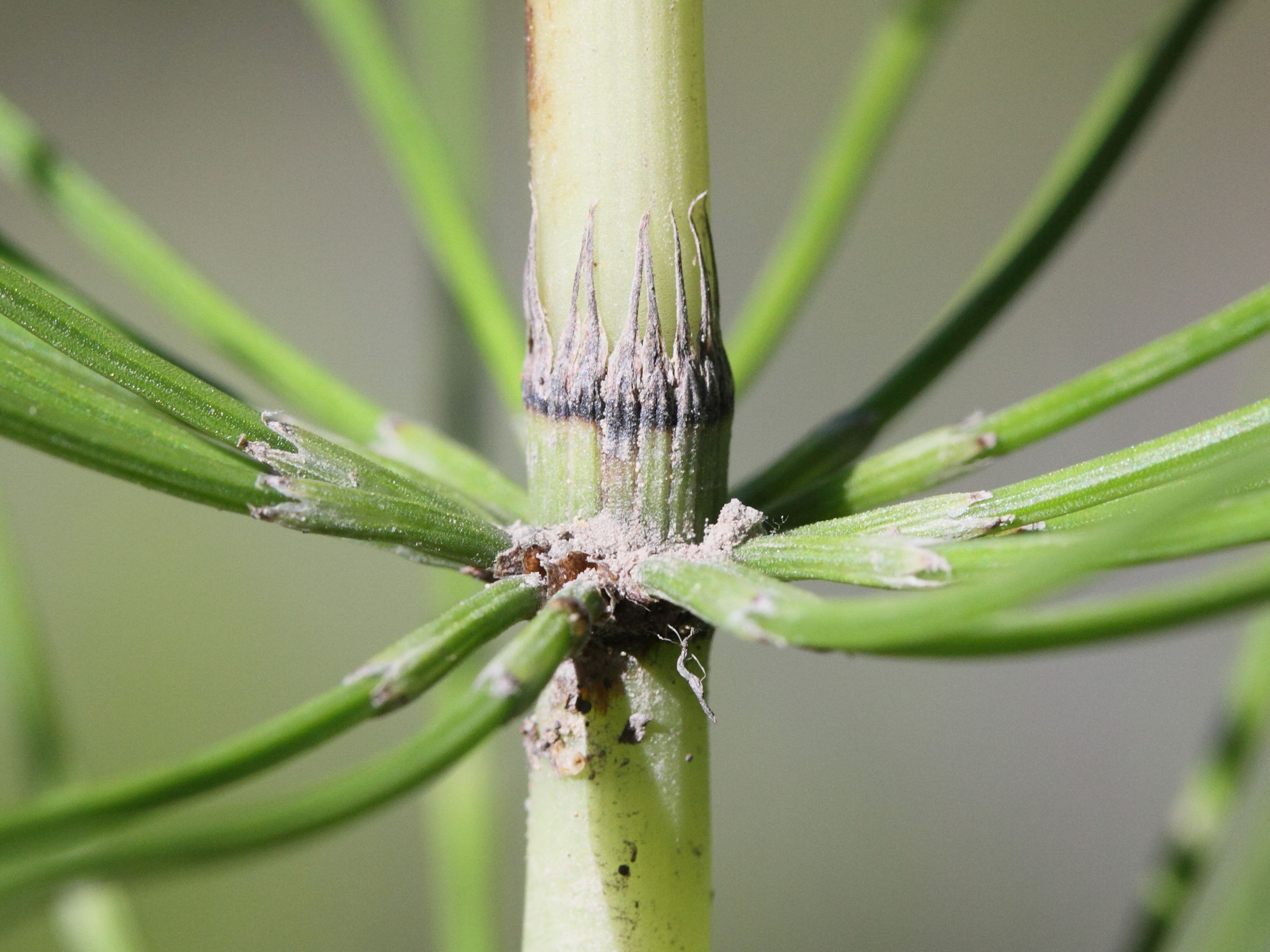 equisetum_telmateia5md