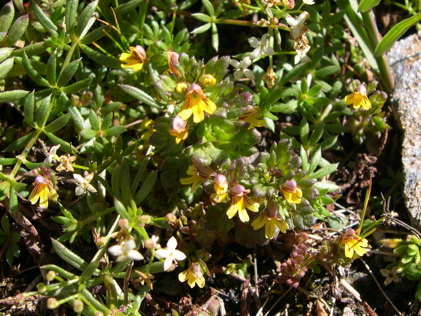 Afficher le média euphrasia_minima3md euphrasia_minima3md