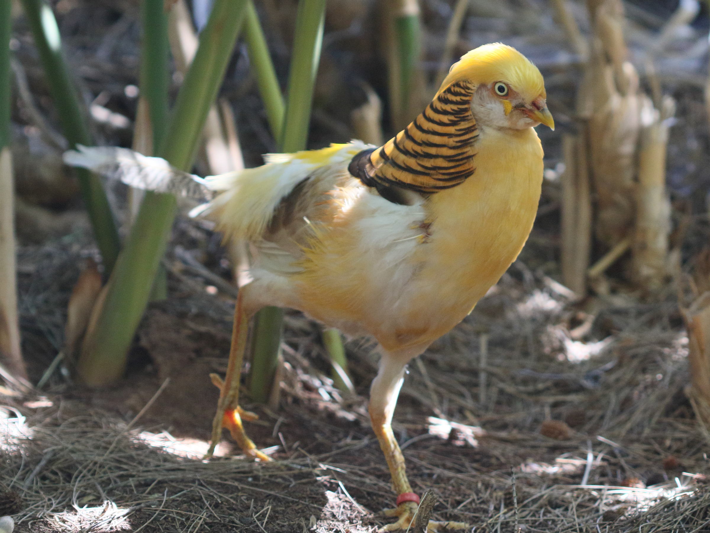 faisan_dore_-_chrysolophus_pictus5bd