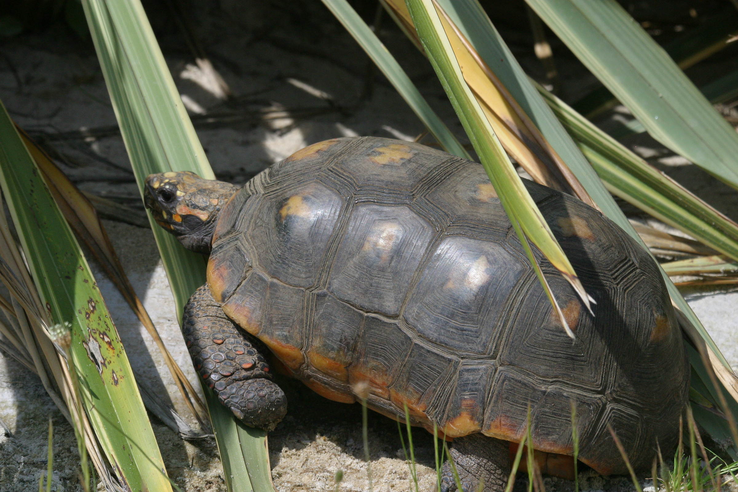 geochelone_pardalis3bd