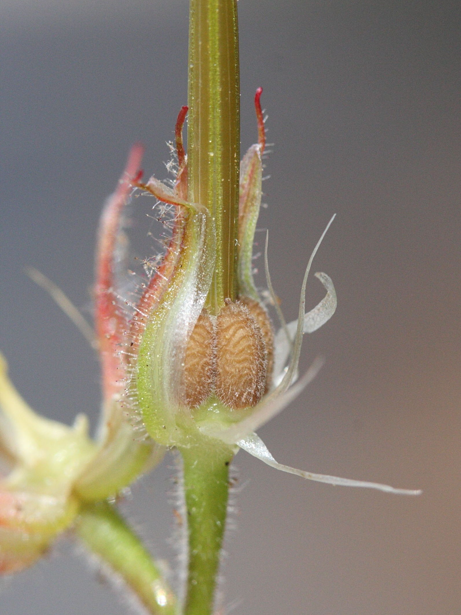 geranium_purpureum4md