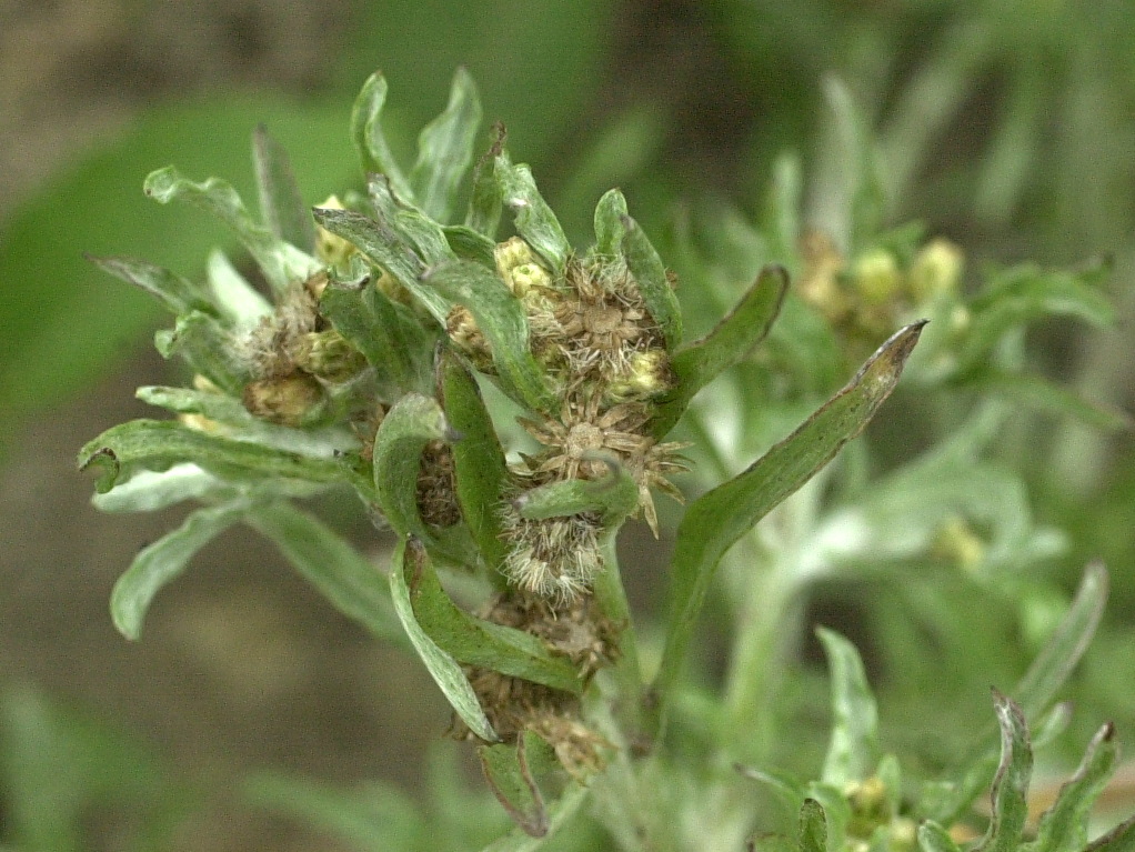 gnaphalium_uliginosum3md