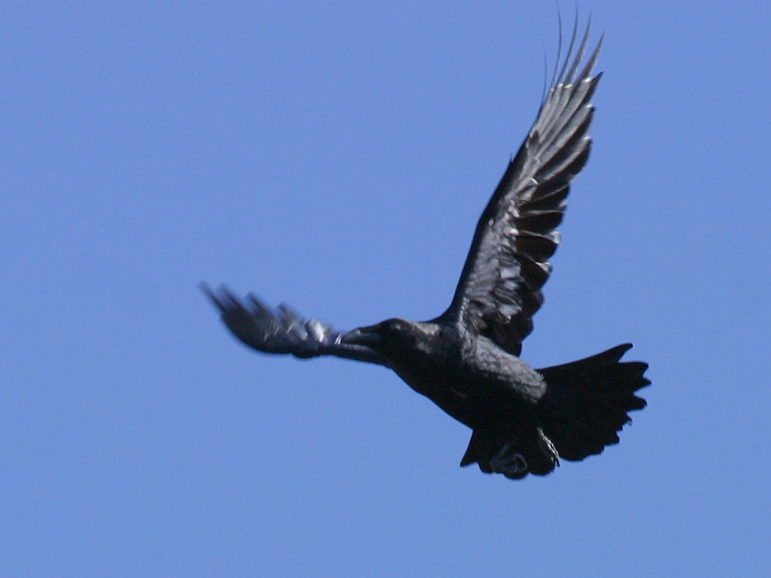 grand_corbeau_-_corvus_corax2bd