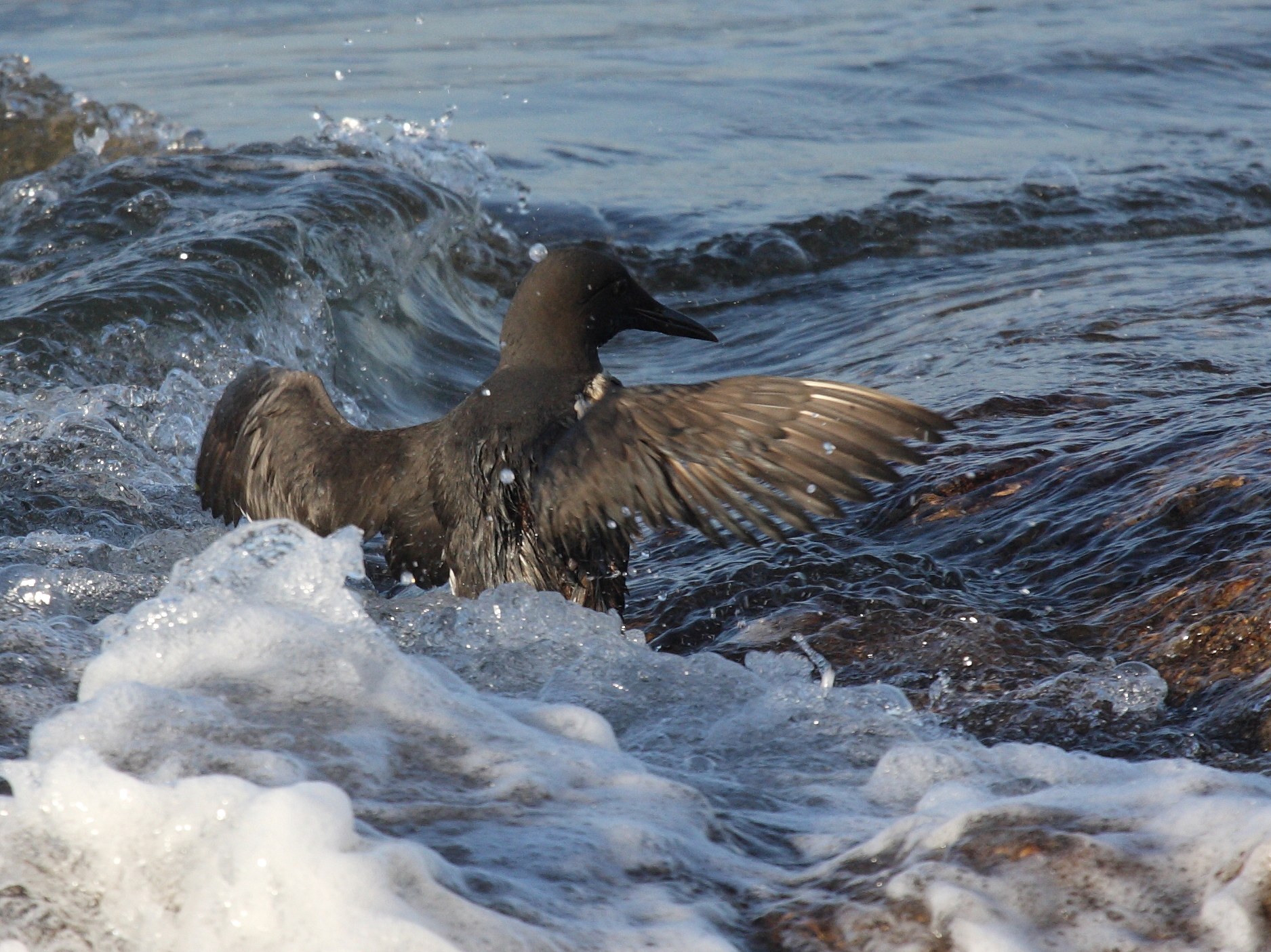 guillemot_de_troil_-_uria_aalge5bd