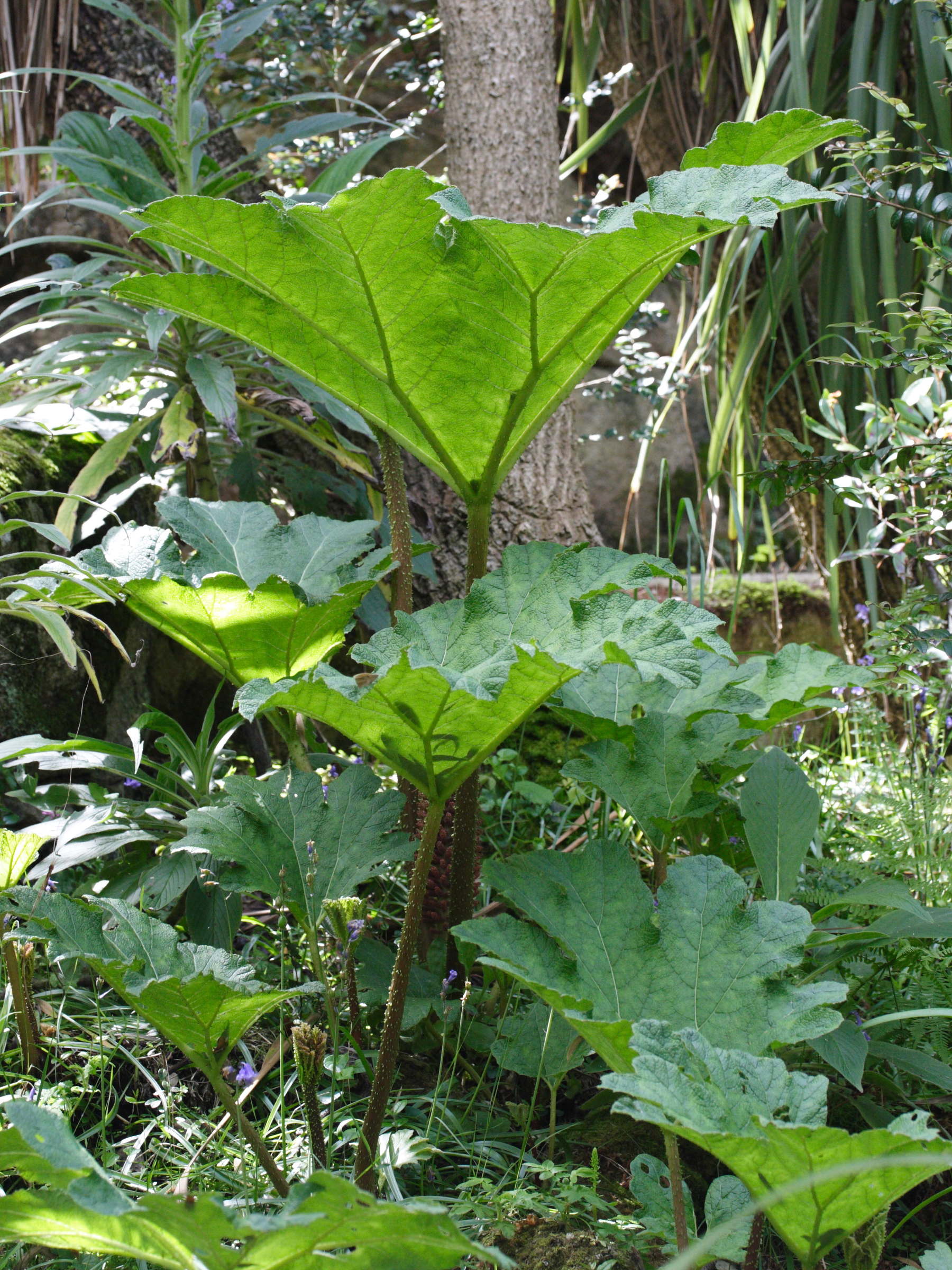 gunnera_chilensis1md