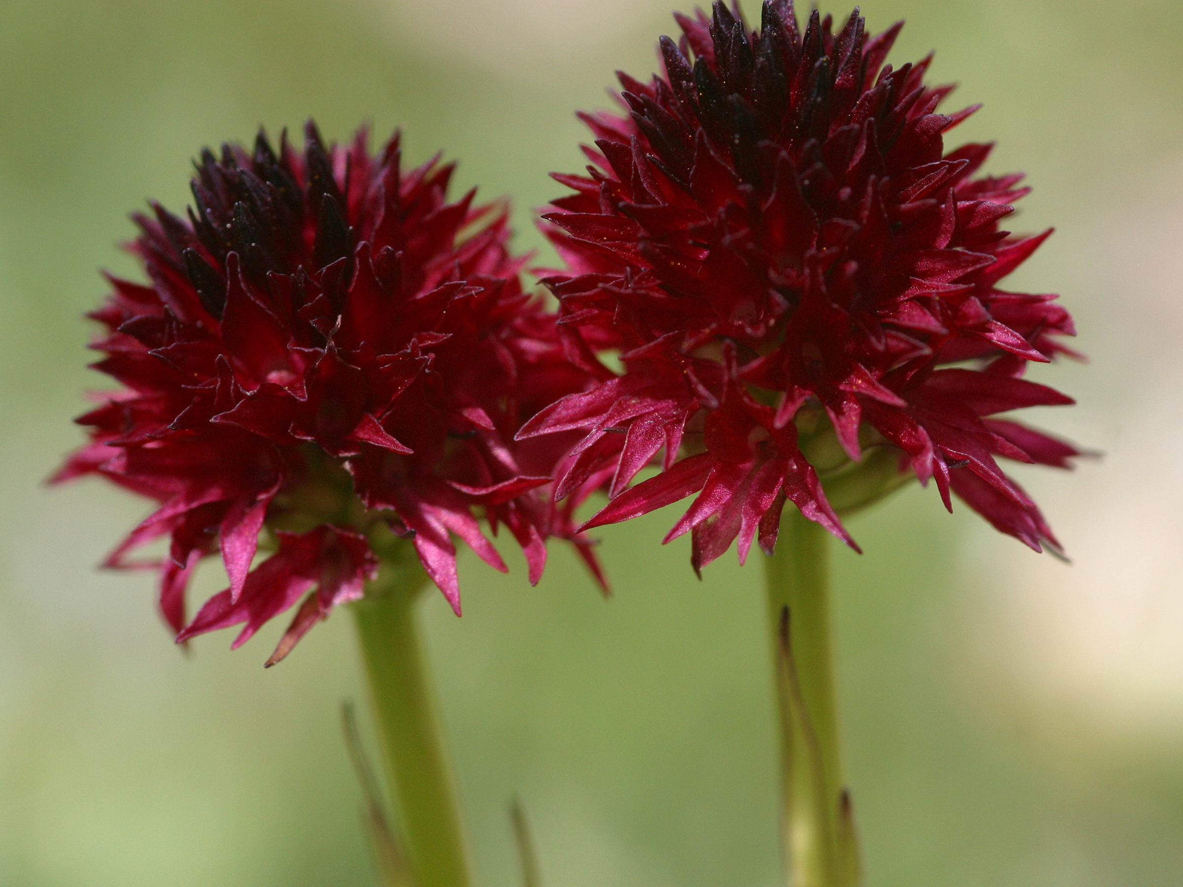 gymnadenia_nigra_rhellicani3md