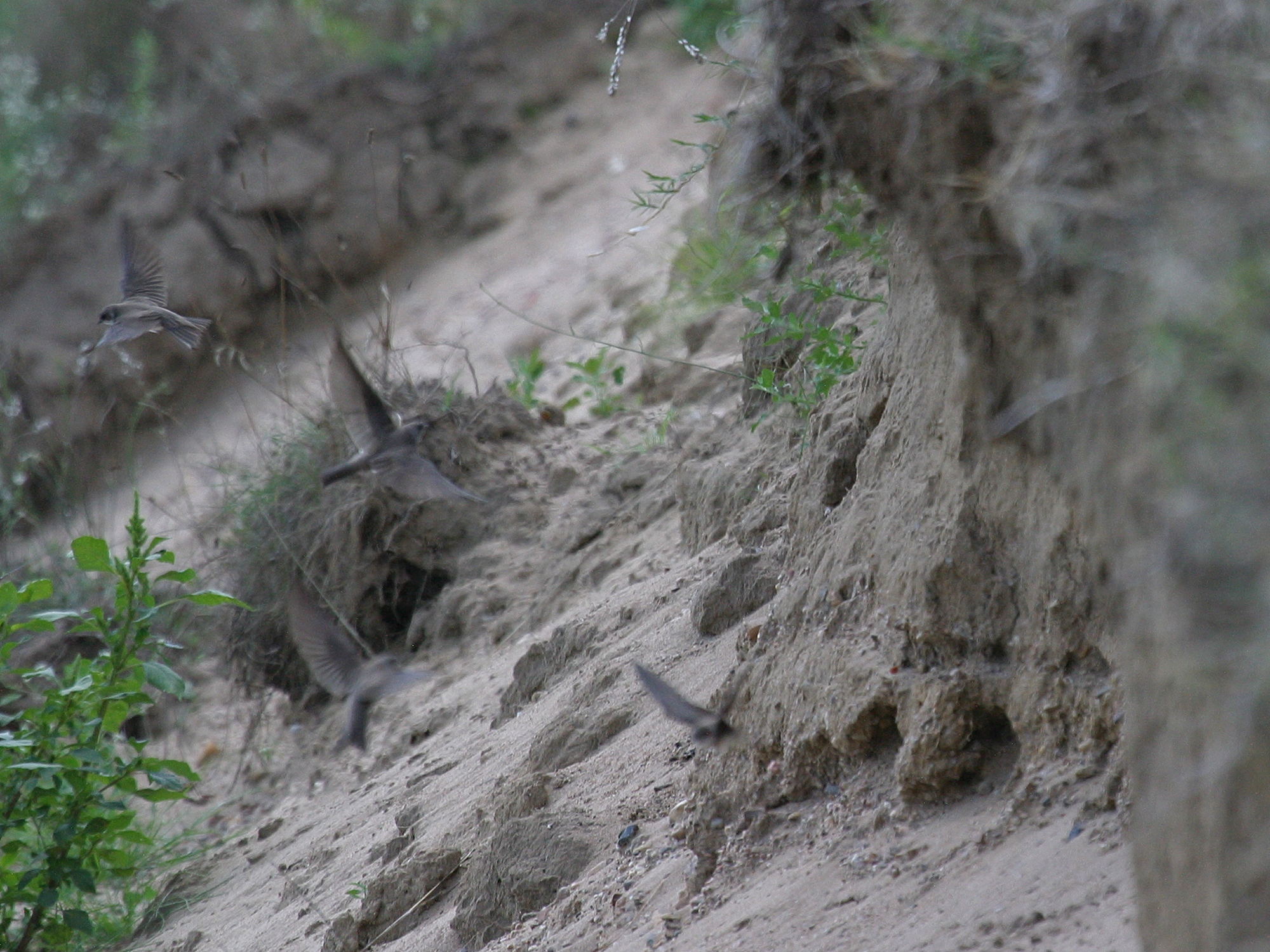 hirondelle_de_rivage_-_riparia_riparia2bd