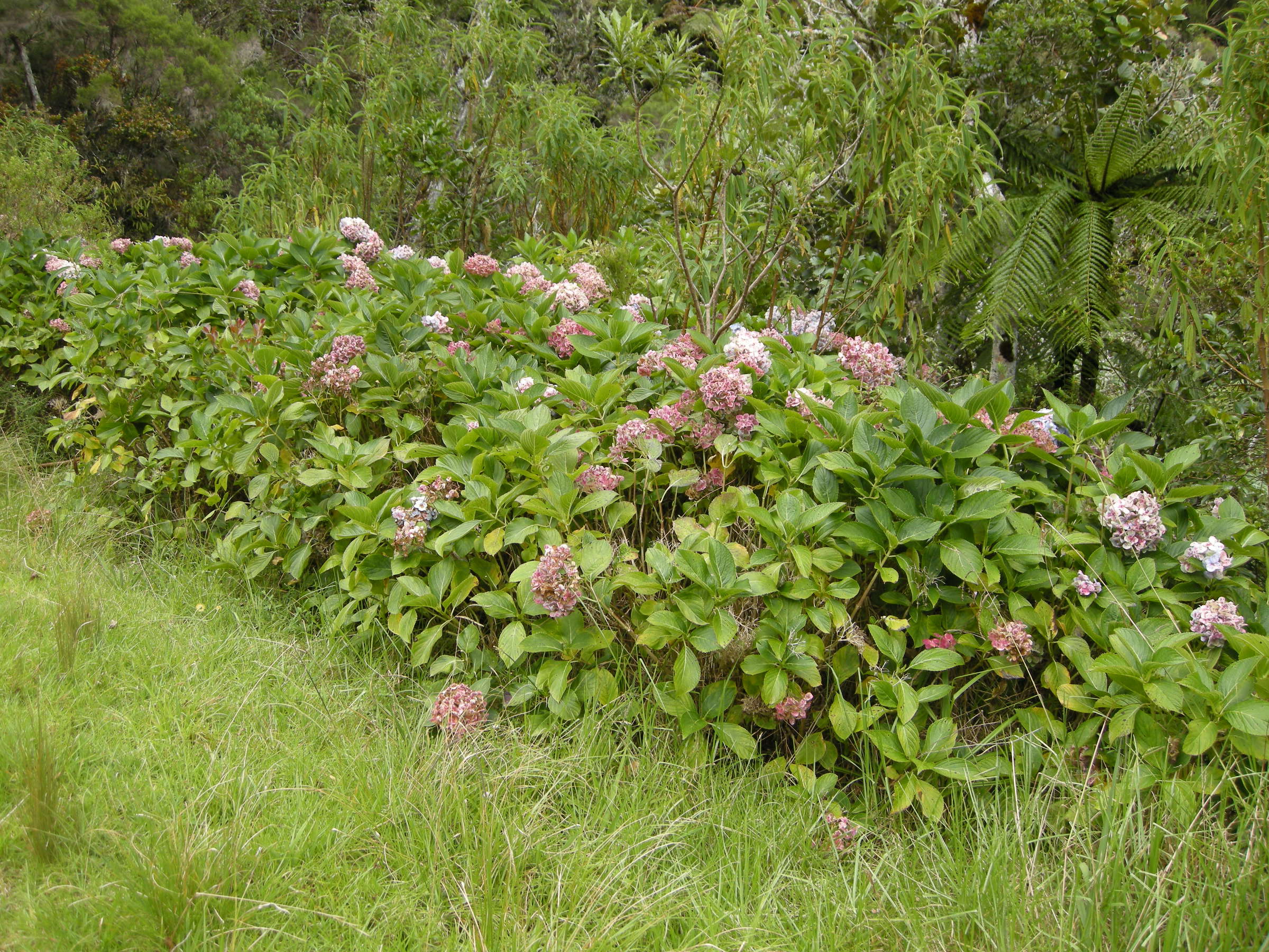 Afficher le média hydrangea_macrophylla3md hydrangea_macrophylla3md