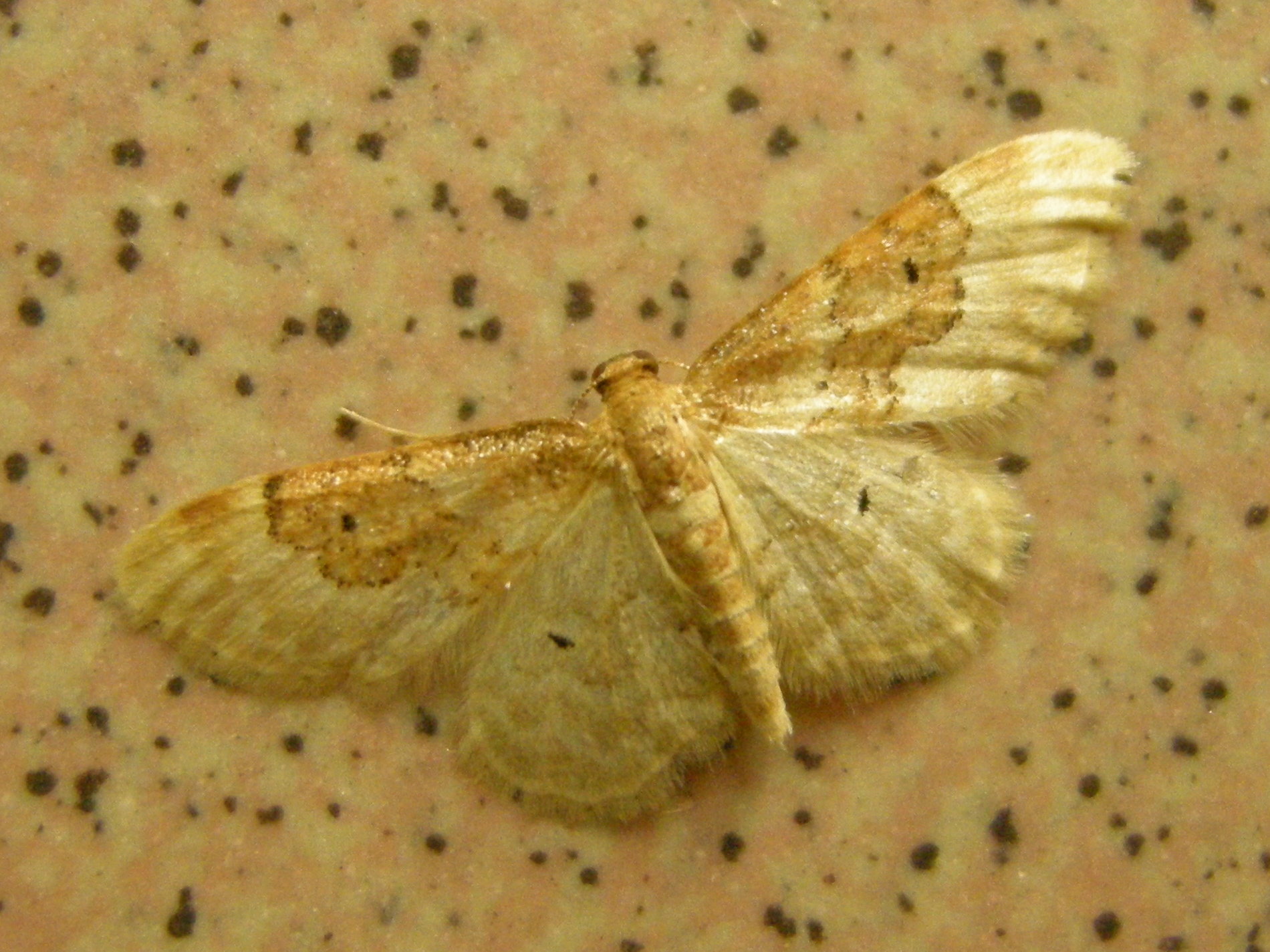 idaea_rusticata4md