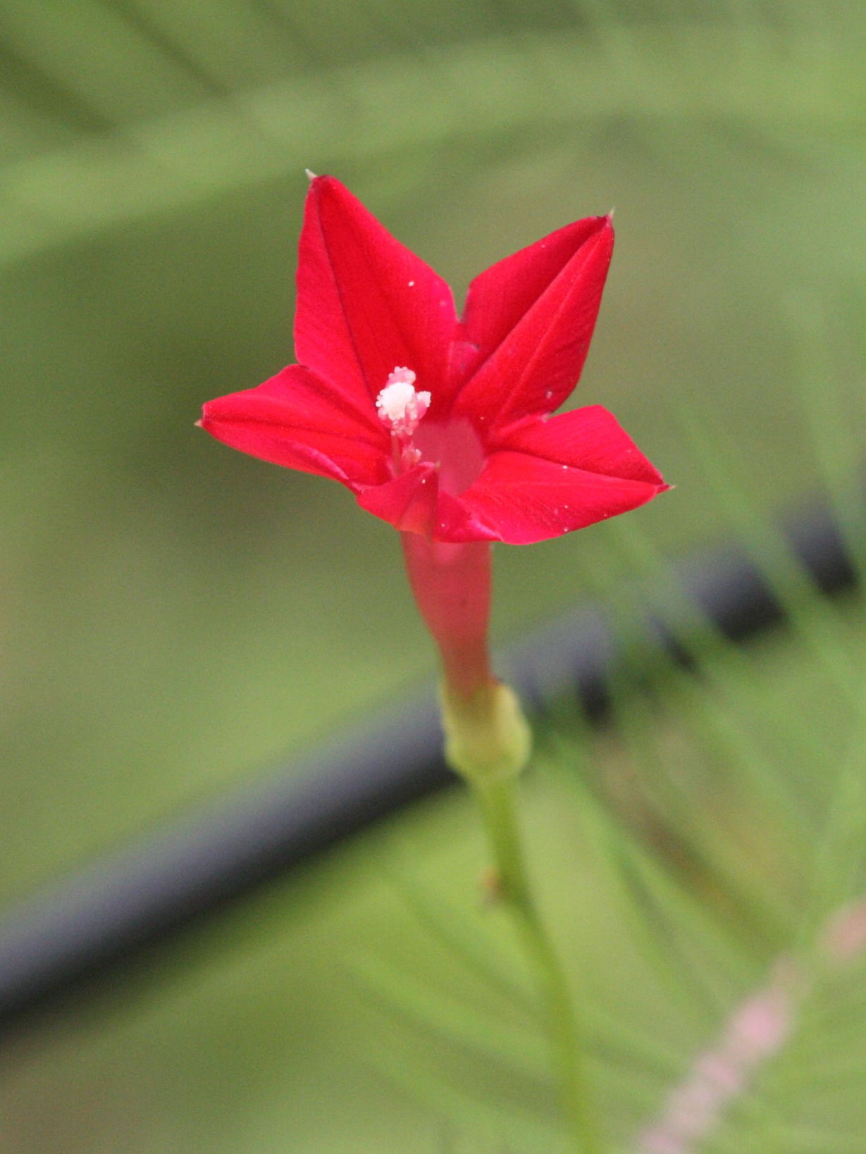 ipomoea_quamoclit3md