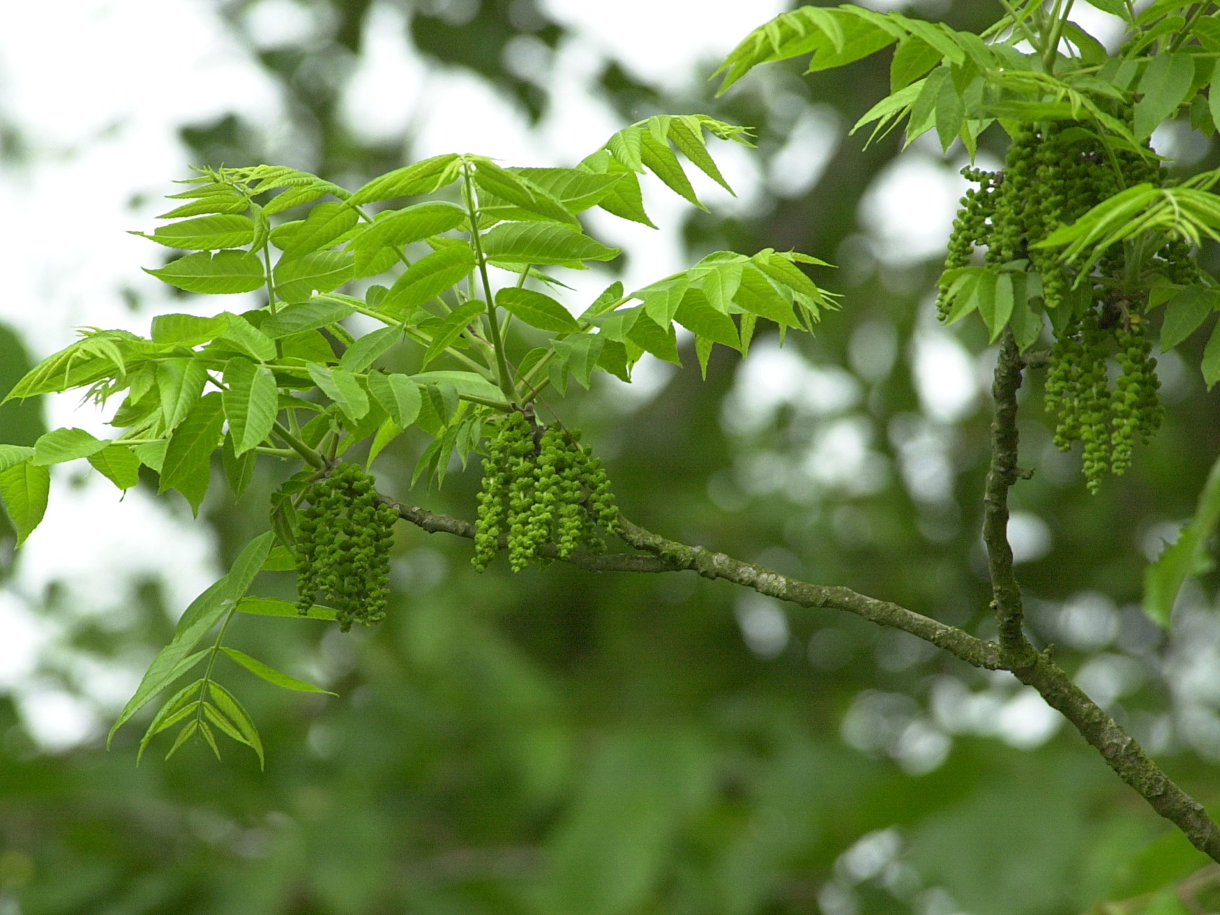 Afficher le média juglans_nigra1bmd juglans_nigra1bmd