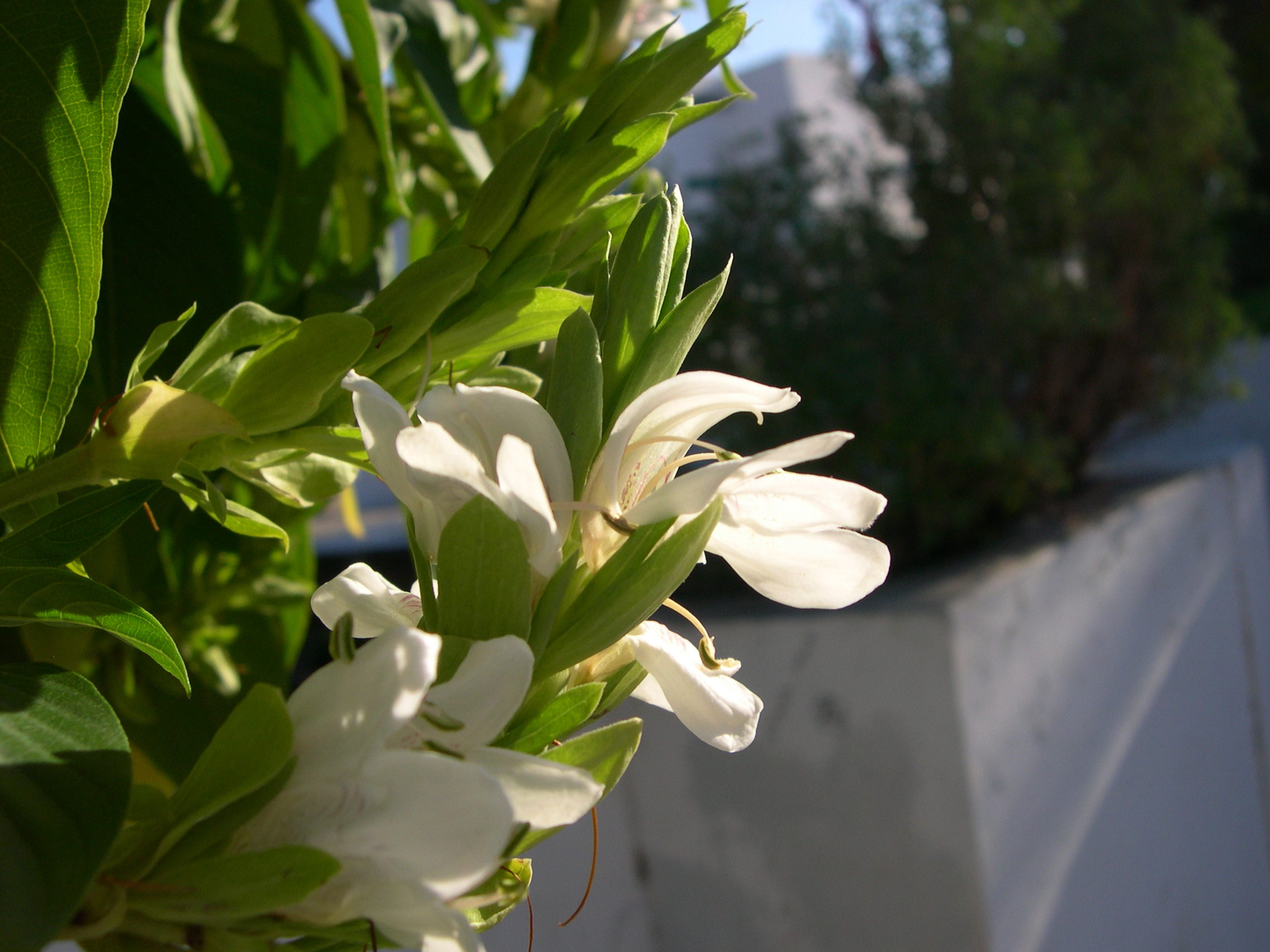 justicia_adhatoda2md