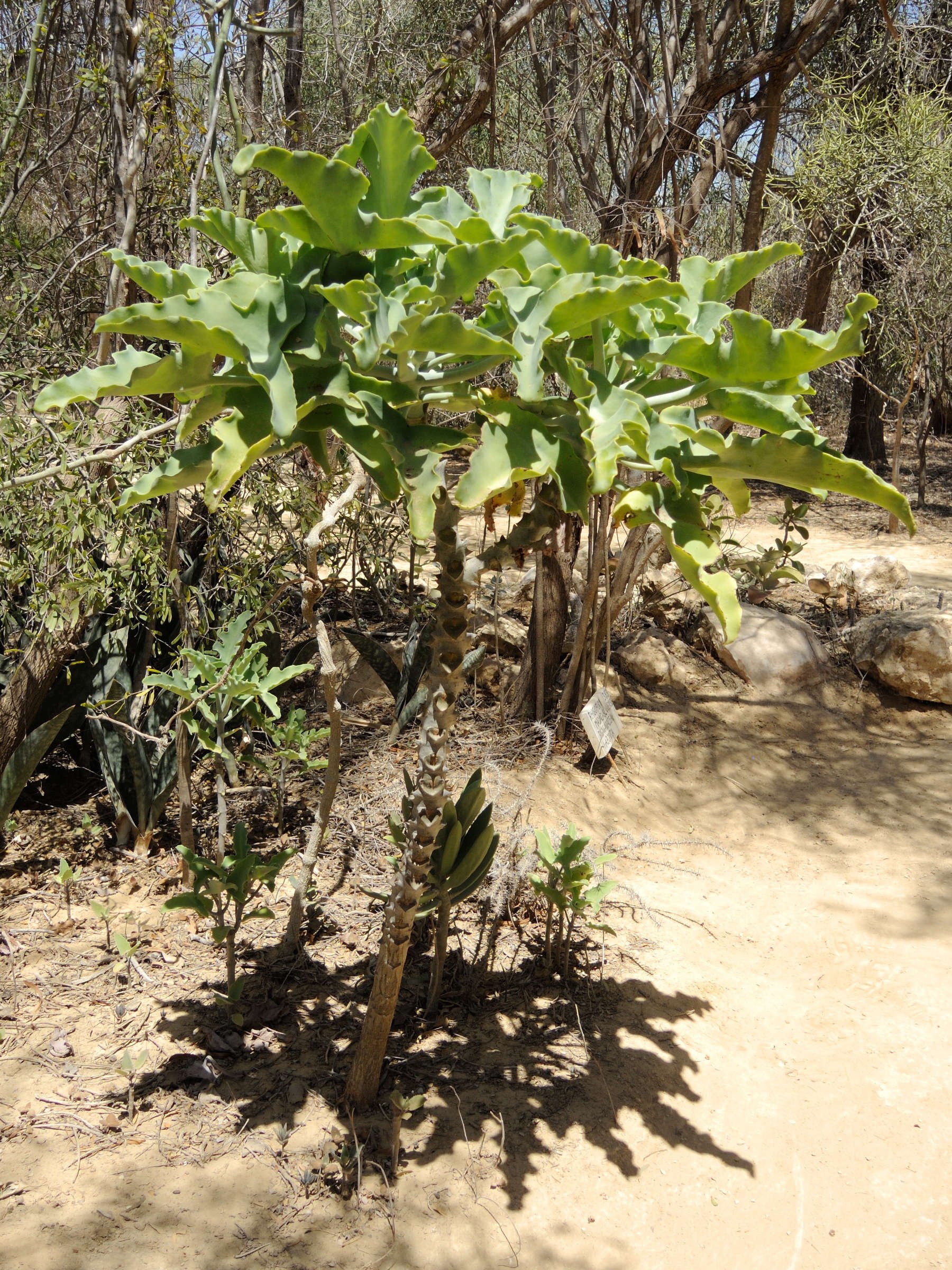 Afficher le média kalanchoe_beharensis1md kalanchoe_beharensis1md