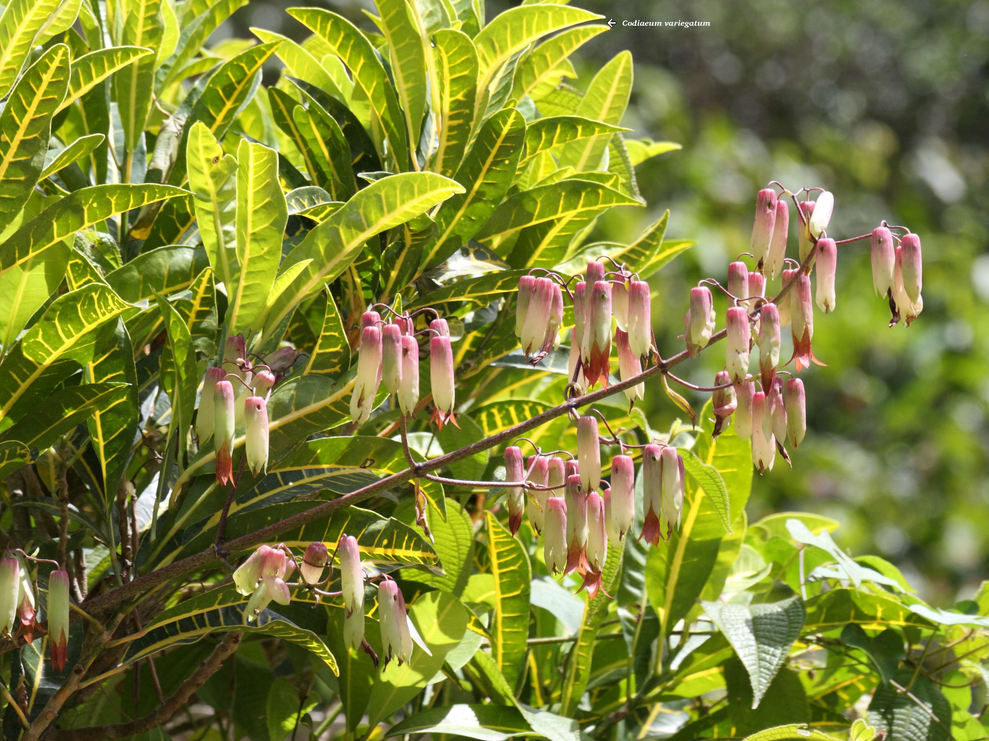 kalanchoe_pinnata2sd