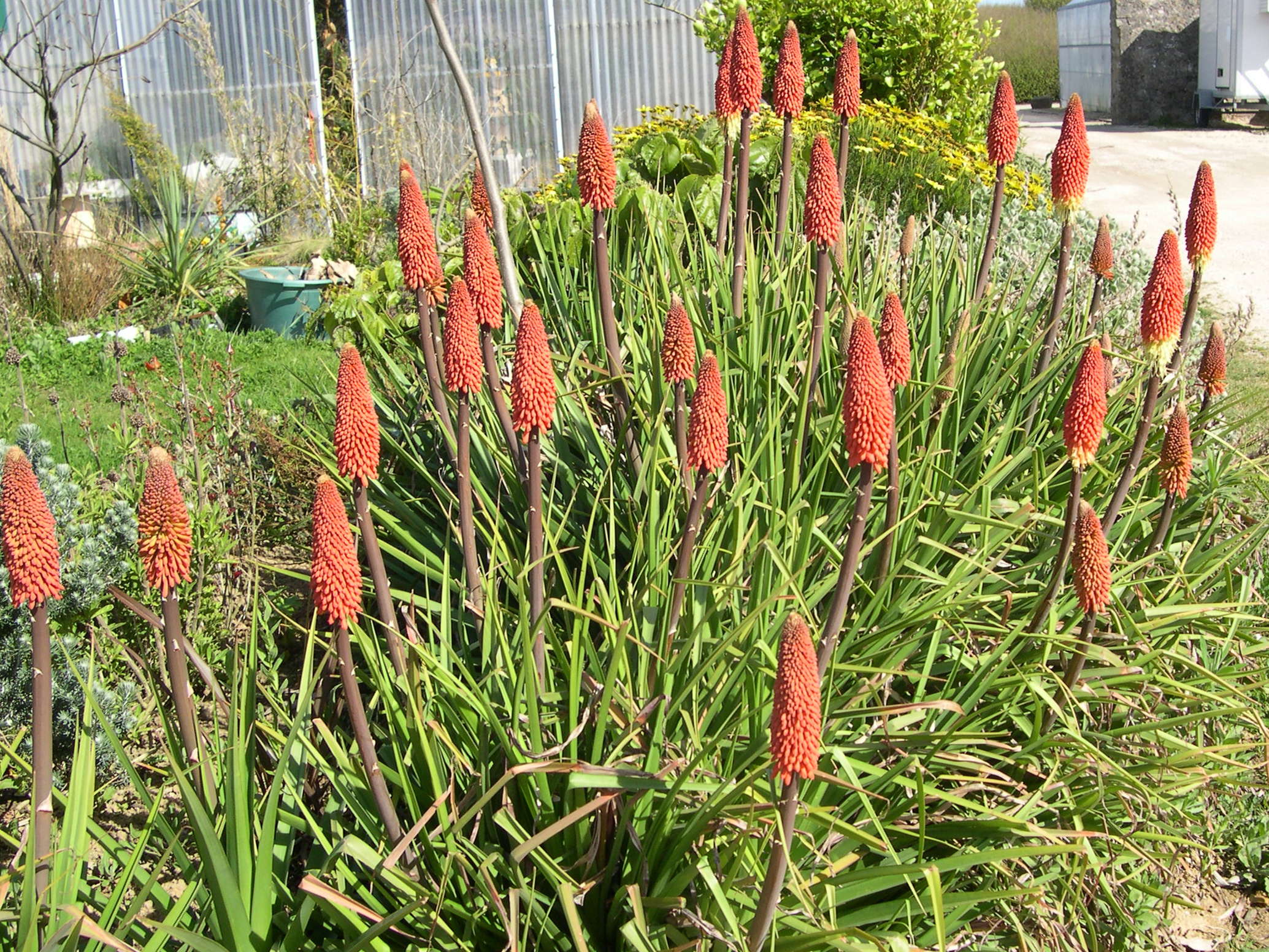 kniphofia_sp1md