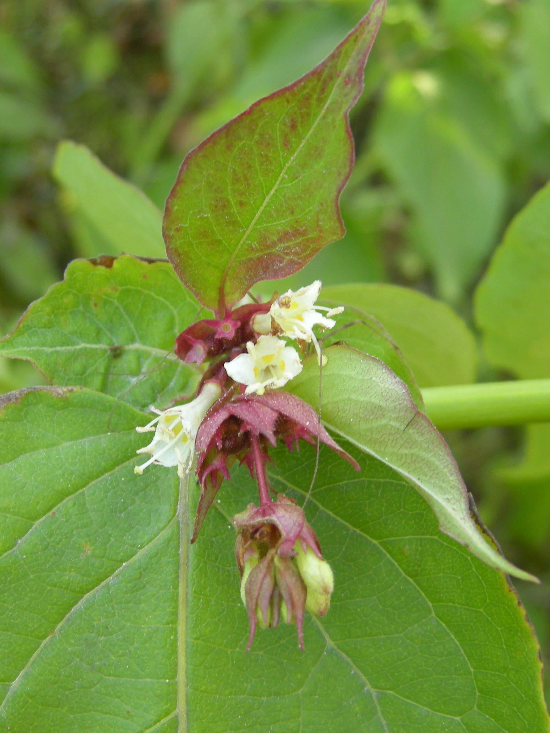 Afficher le média leycesteria_formosa3md leycesteria_formosa3md