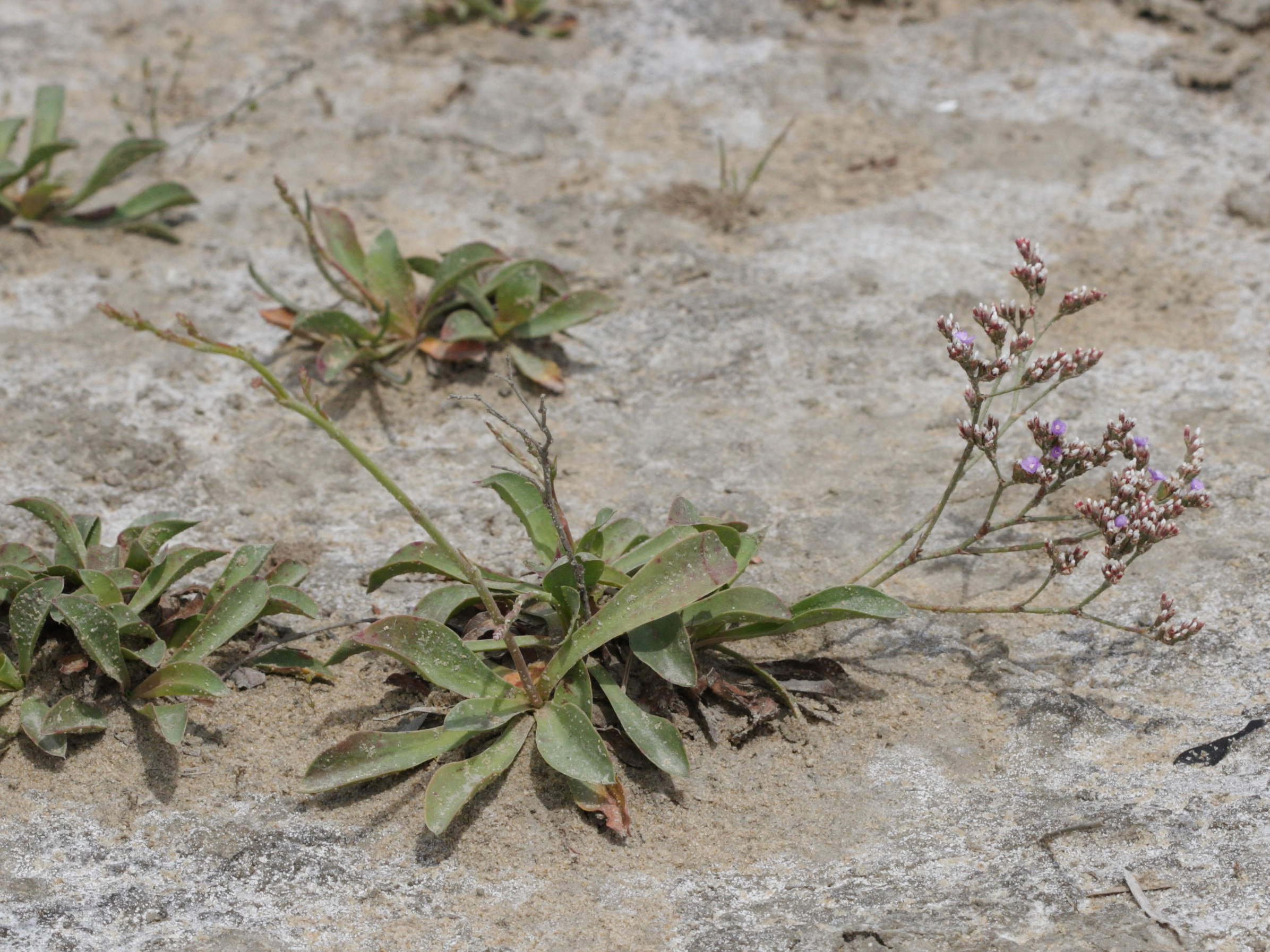 Afficher le média limonium_auriculiursifolium1md limonium_auriculiursifolium1md