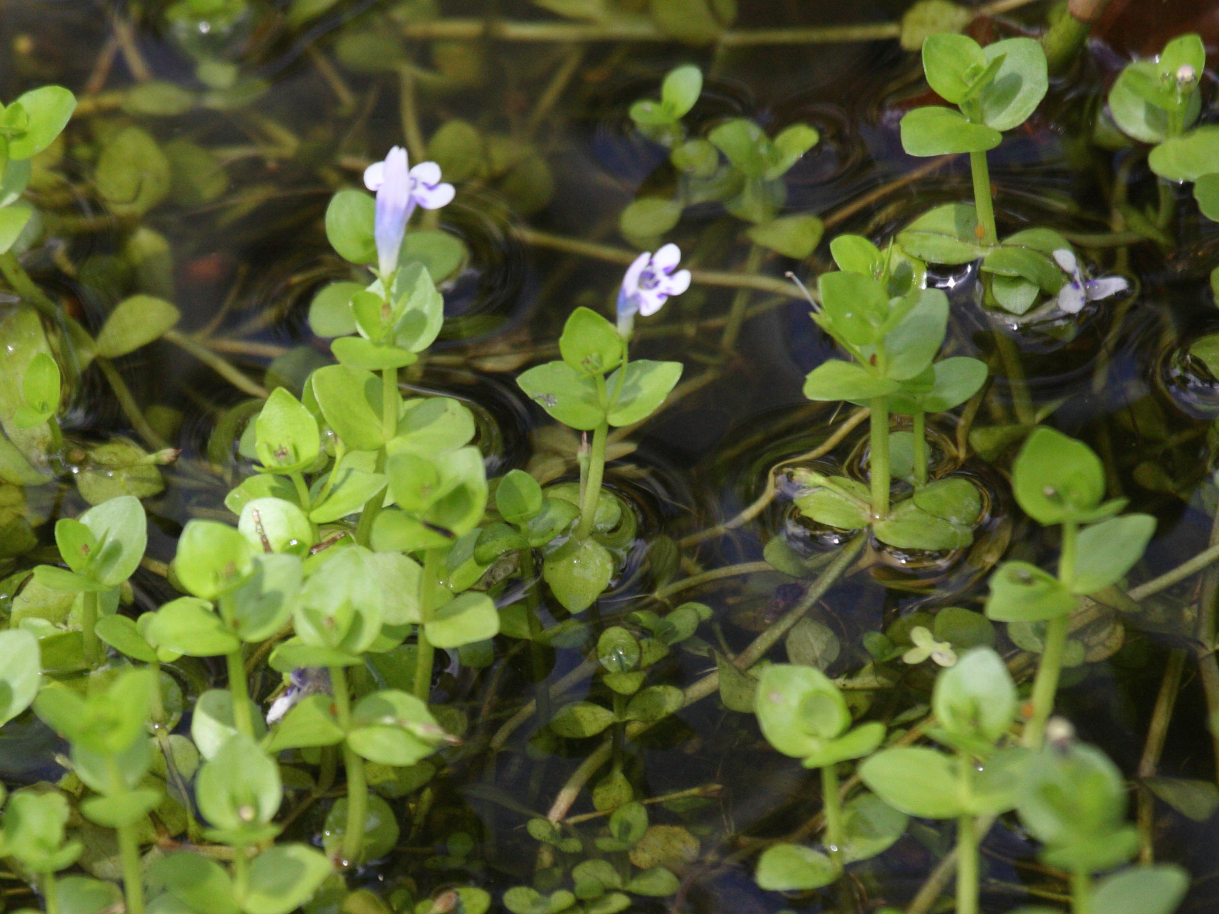 Afficher le média lindernia_microcalyx1bd lindernia_microcalyx1bd