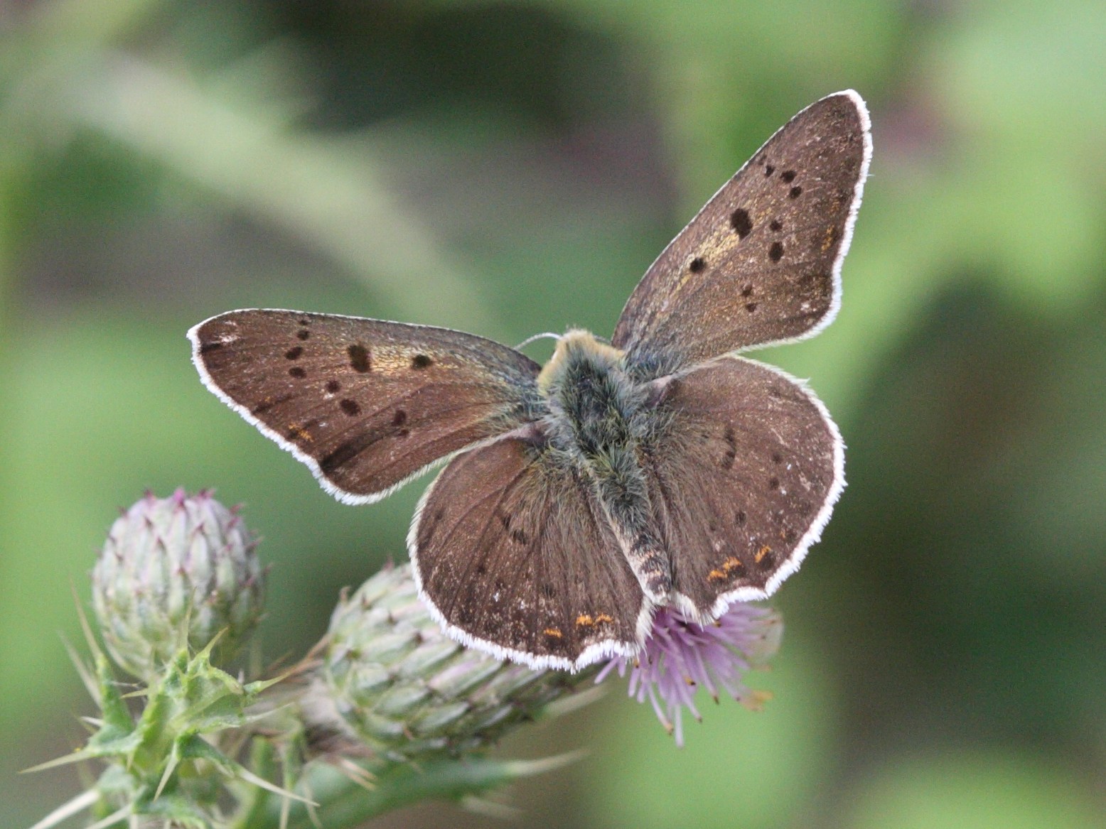 lycaena_tityrus5bd
