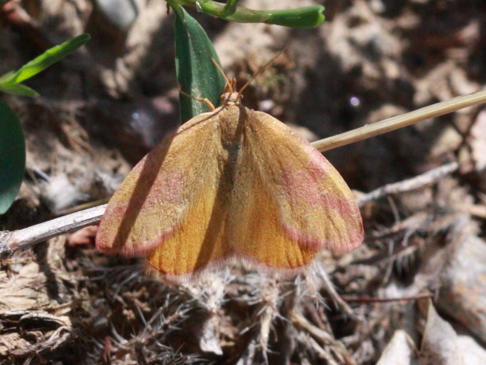 Afficher le média lythria_purpuraria2bd lythria_purpuraria2bd