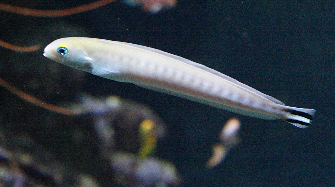 malacanthus_brevirostris2md