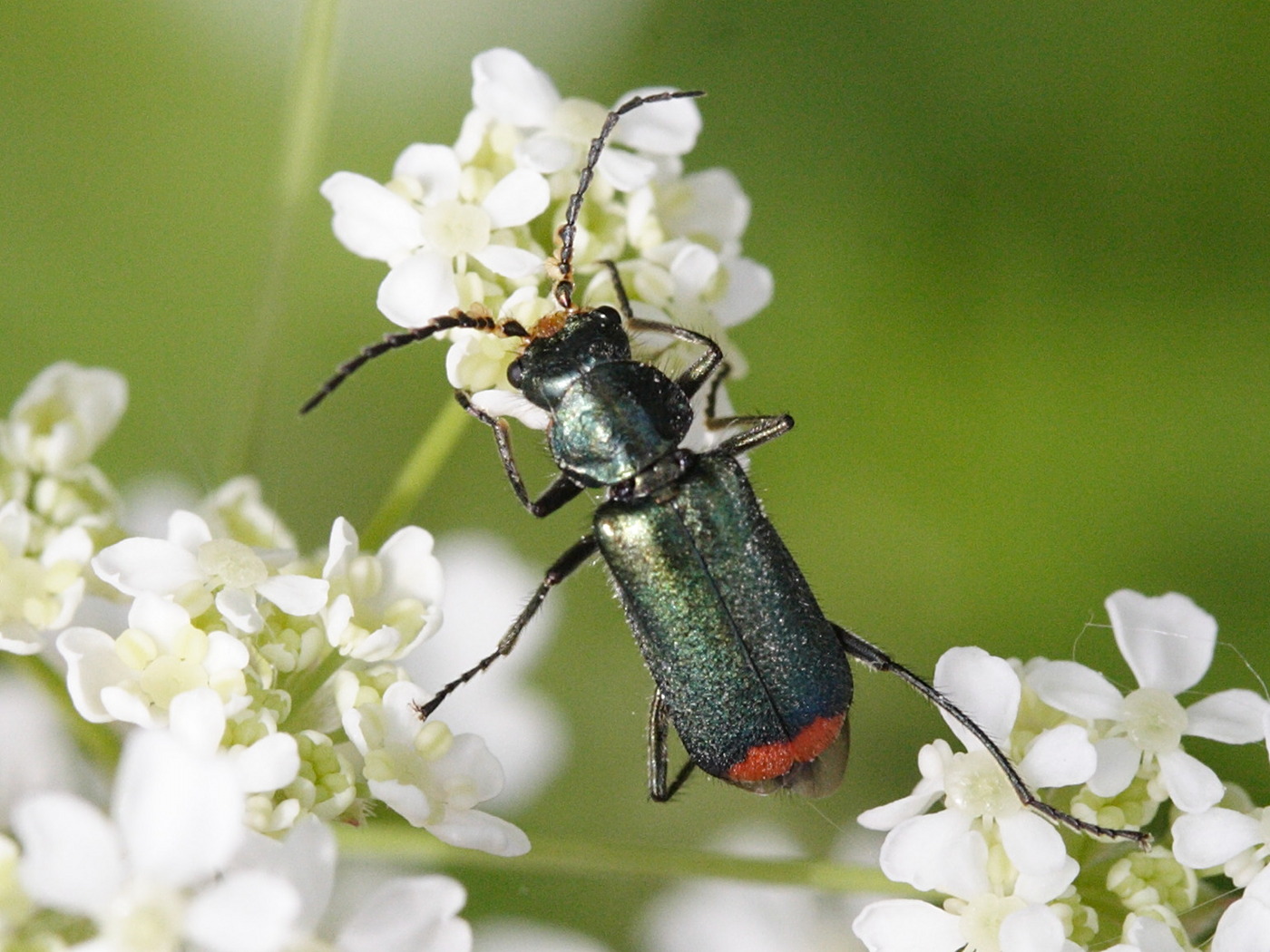 Afficher le média malachius_bipustulatus1md malachius_bipustulatus1md