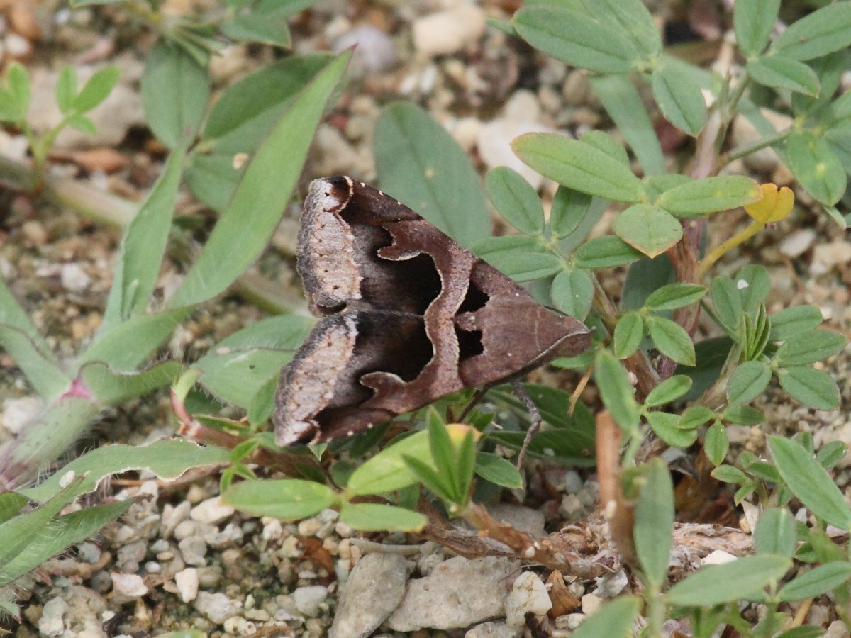 melipotis_januaris1bd