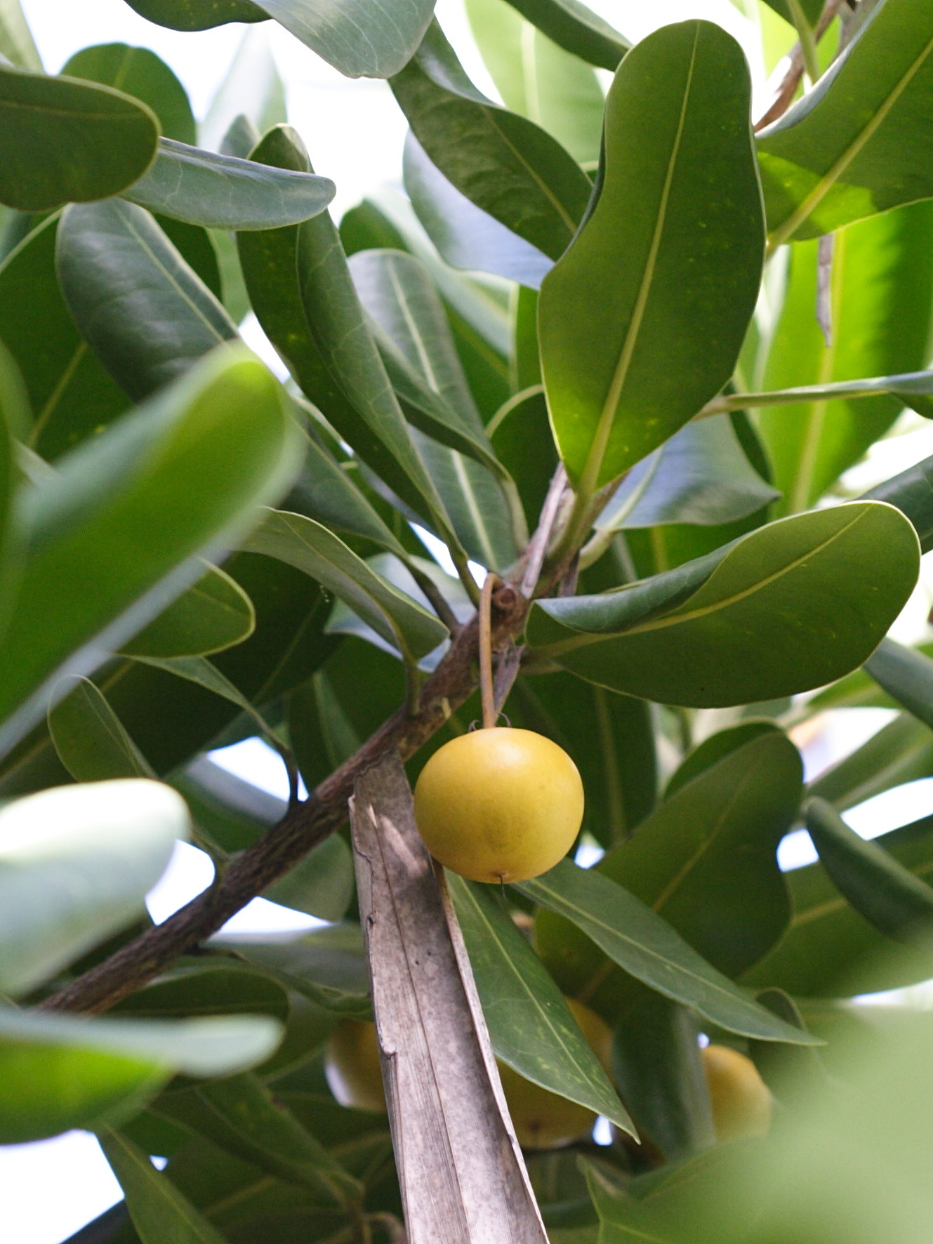 mimusops_coriacea5bd