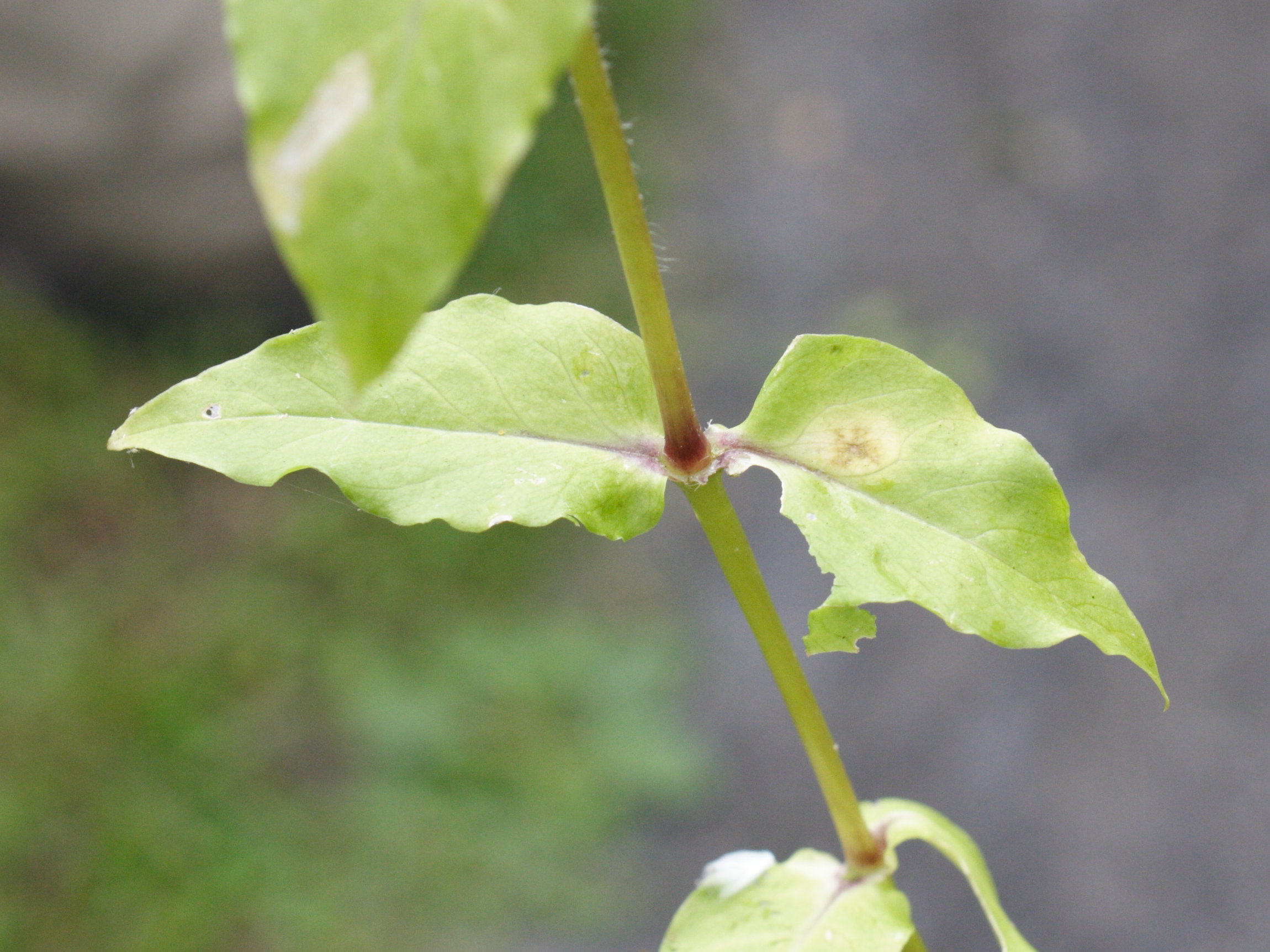 Afficher le média myosoton_aquaticum6md myosoton_aquaticum6md