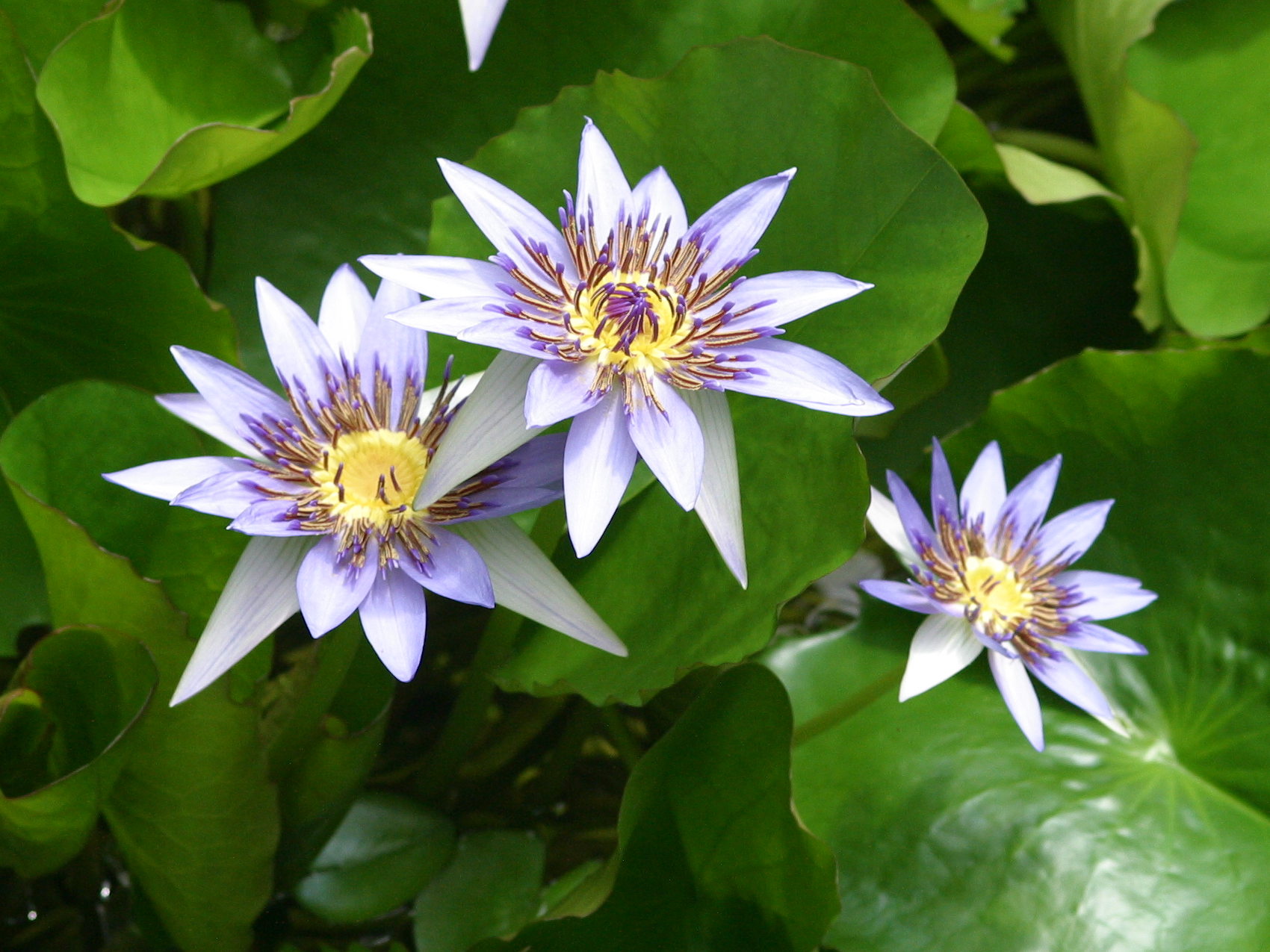 Afficher le média nymphaea_caerulea2bd nymphaea_caerulea2bd