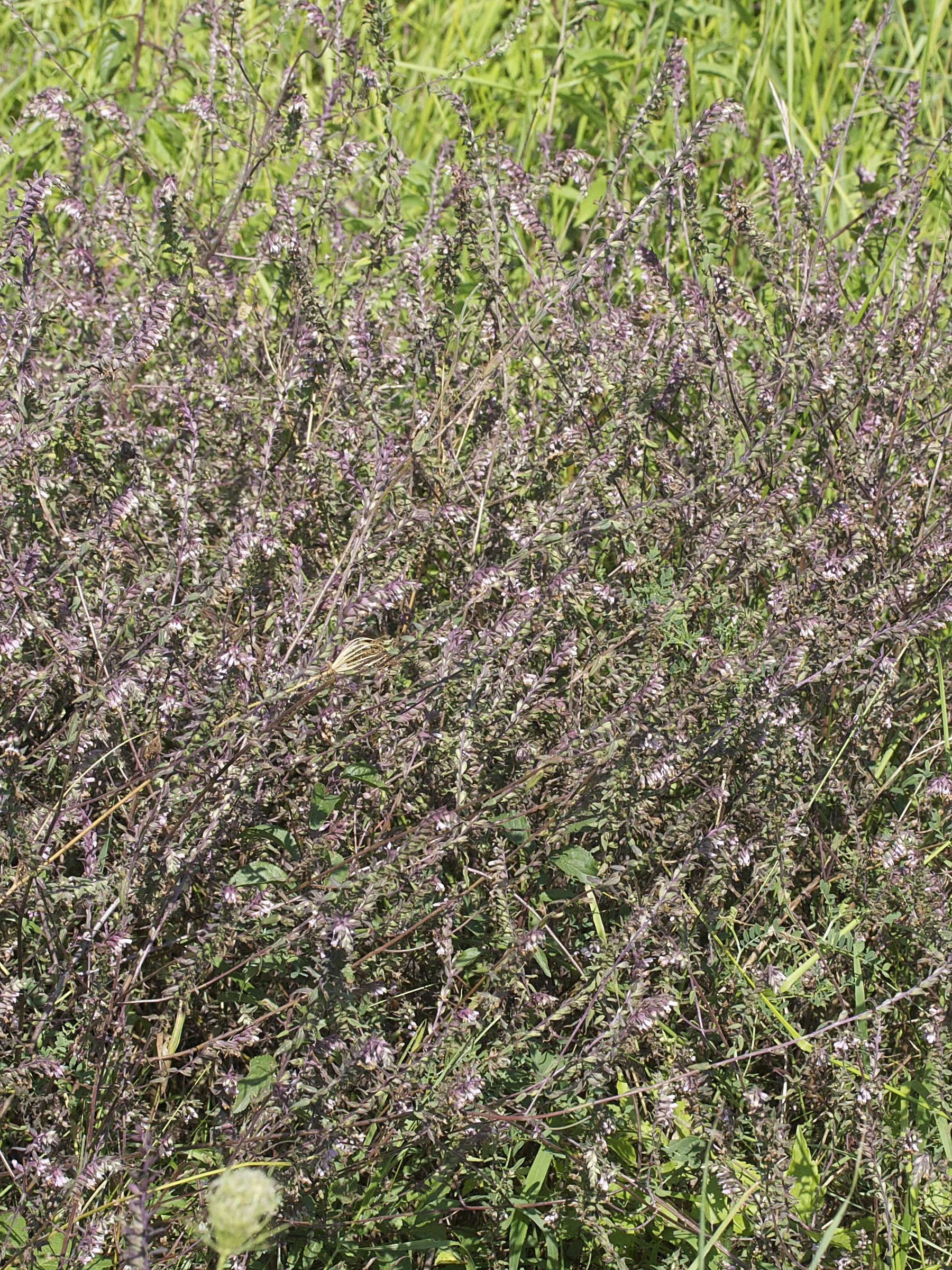 Afficher le média odontites_vernus_serotinus5md odontites_vernus_serotinus5md