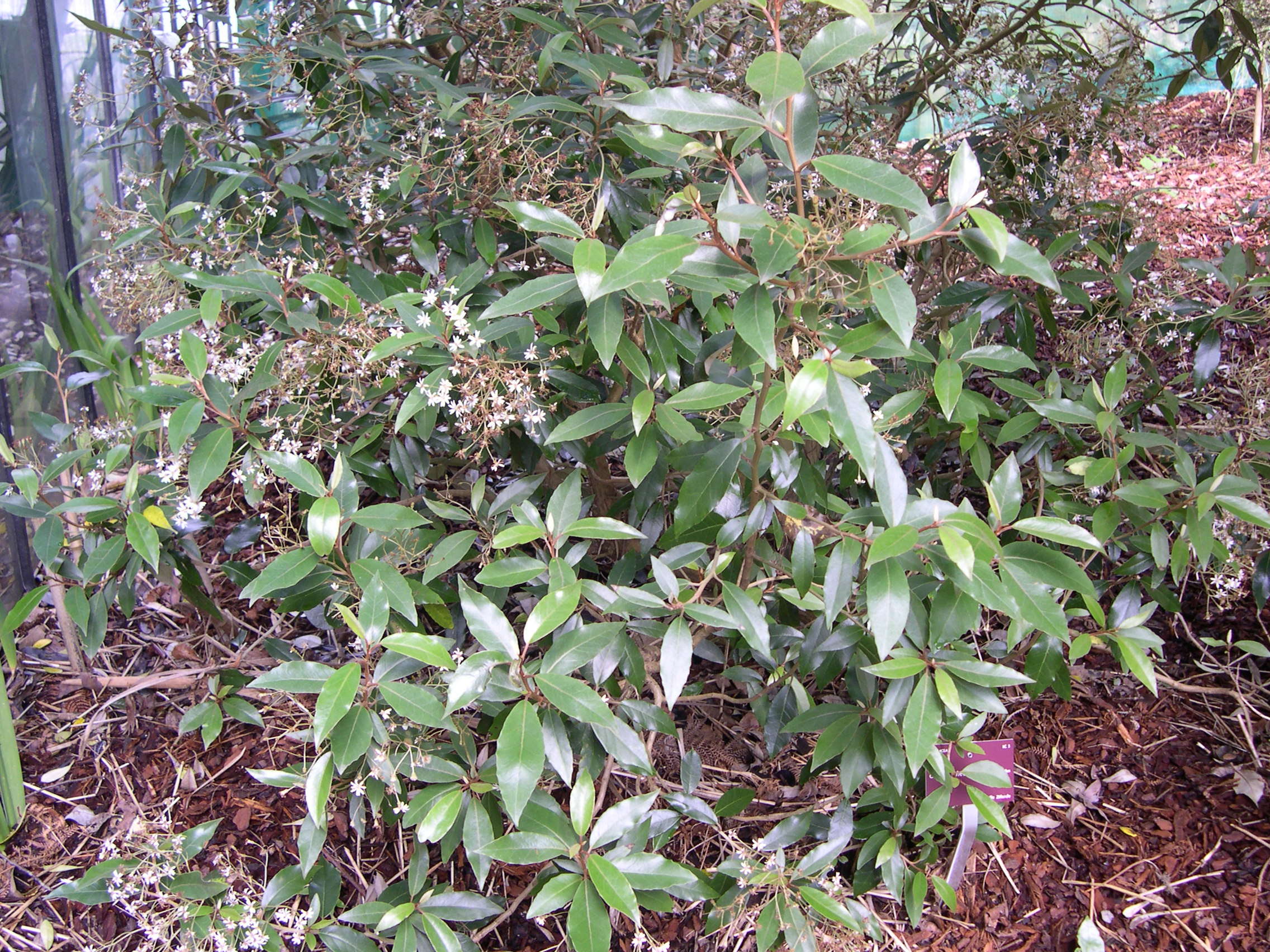 olearia_cheesemanii1md