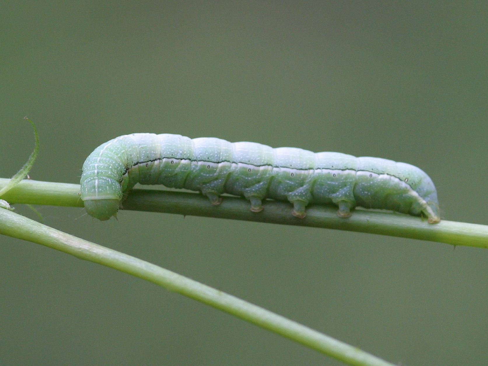 orthosia_incerta_ch3bd