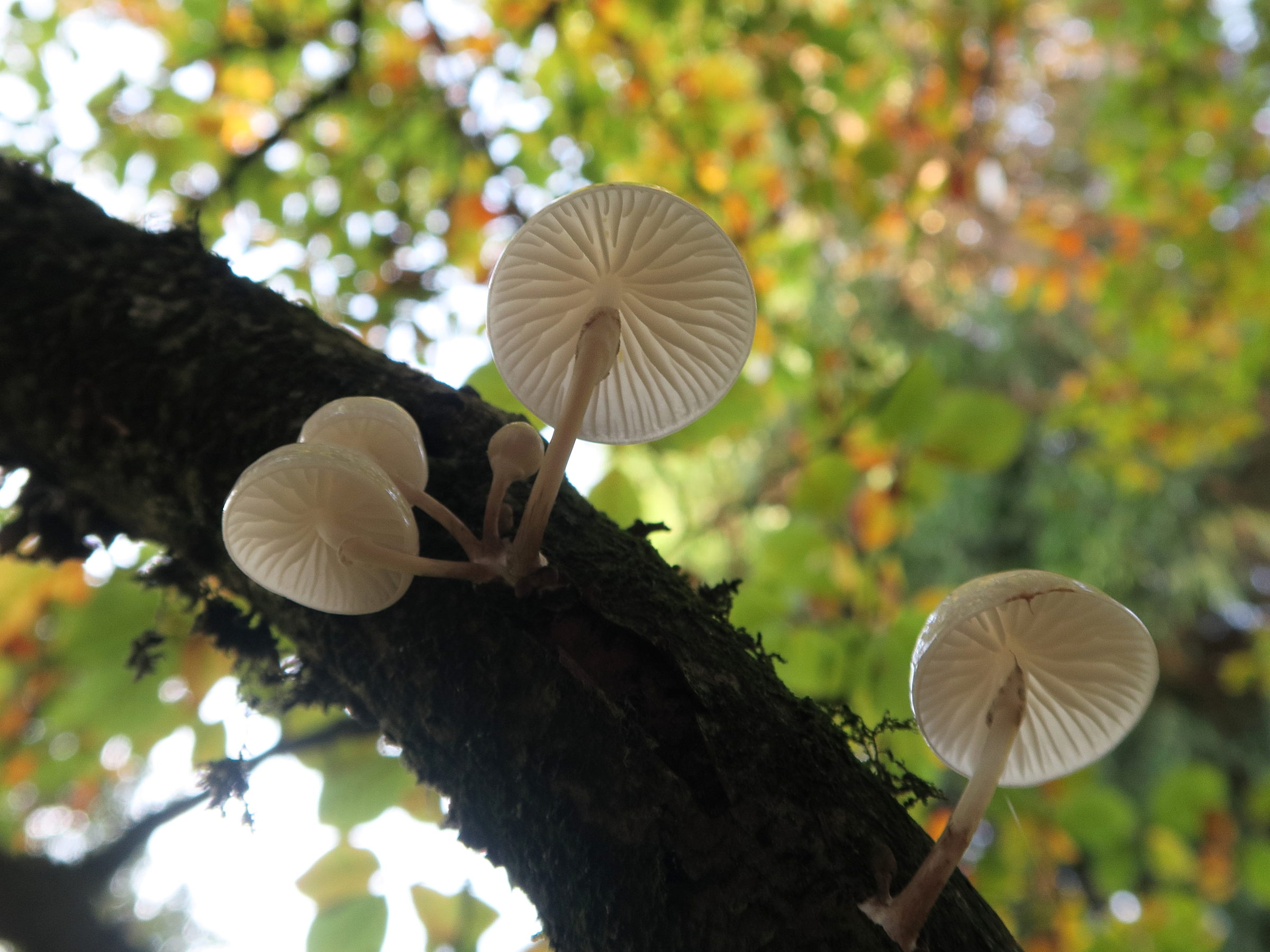 oudemansiella_mucida3md