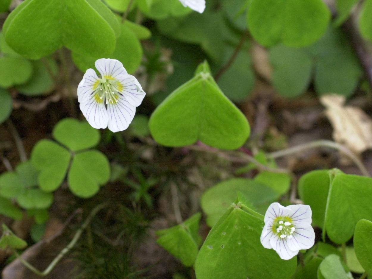 oxalis_acetosella2md