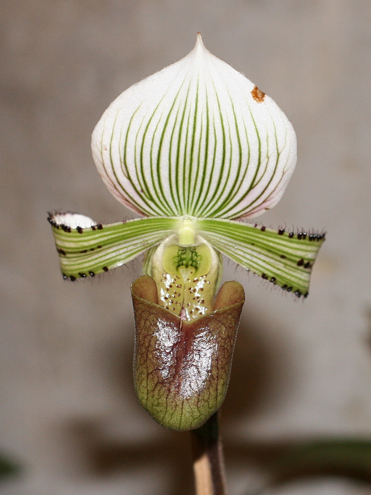 paphiopedilum_hennisianum1md