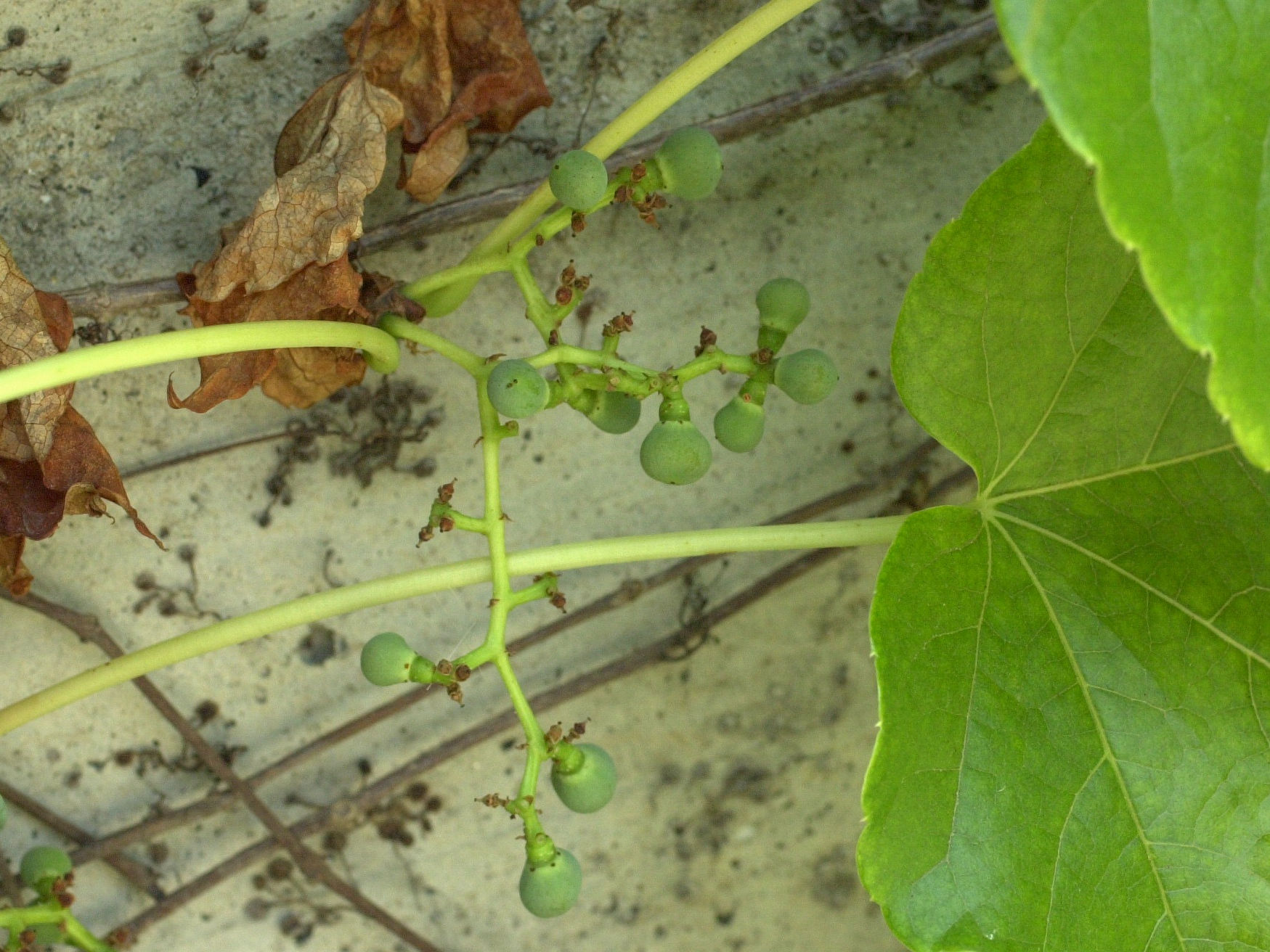 parthenocissus_tricuspidata5md