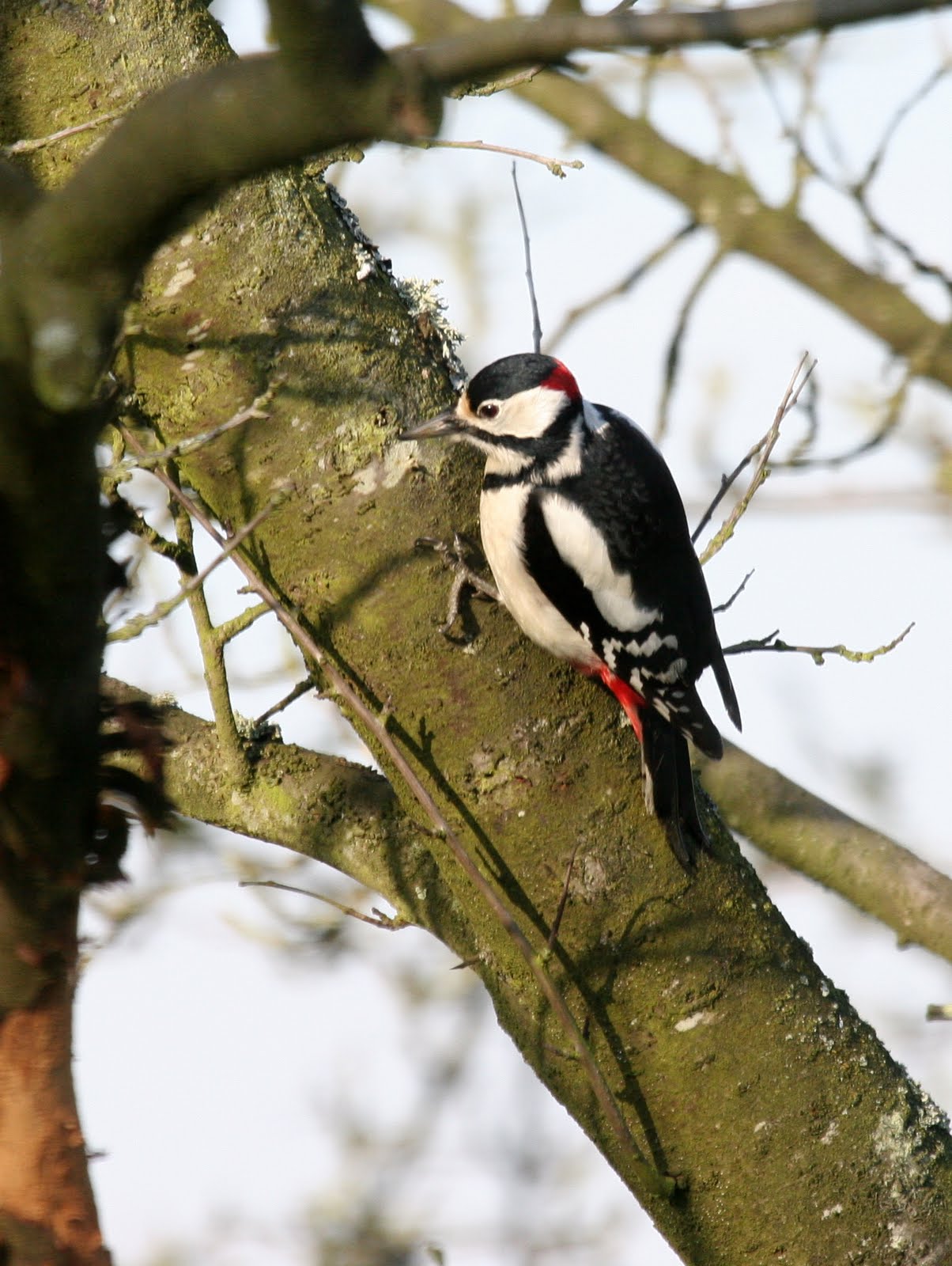 pic_epeiche_-_dendrocopos_major4bd