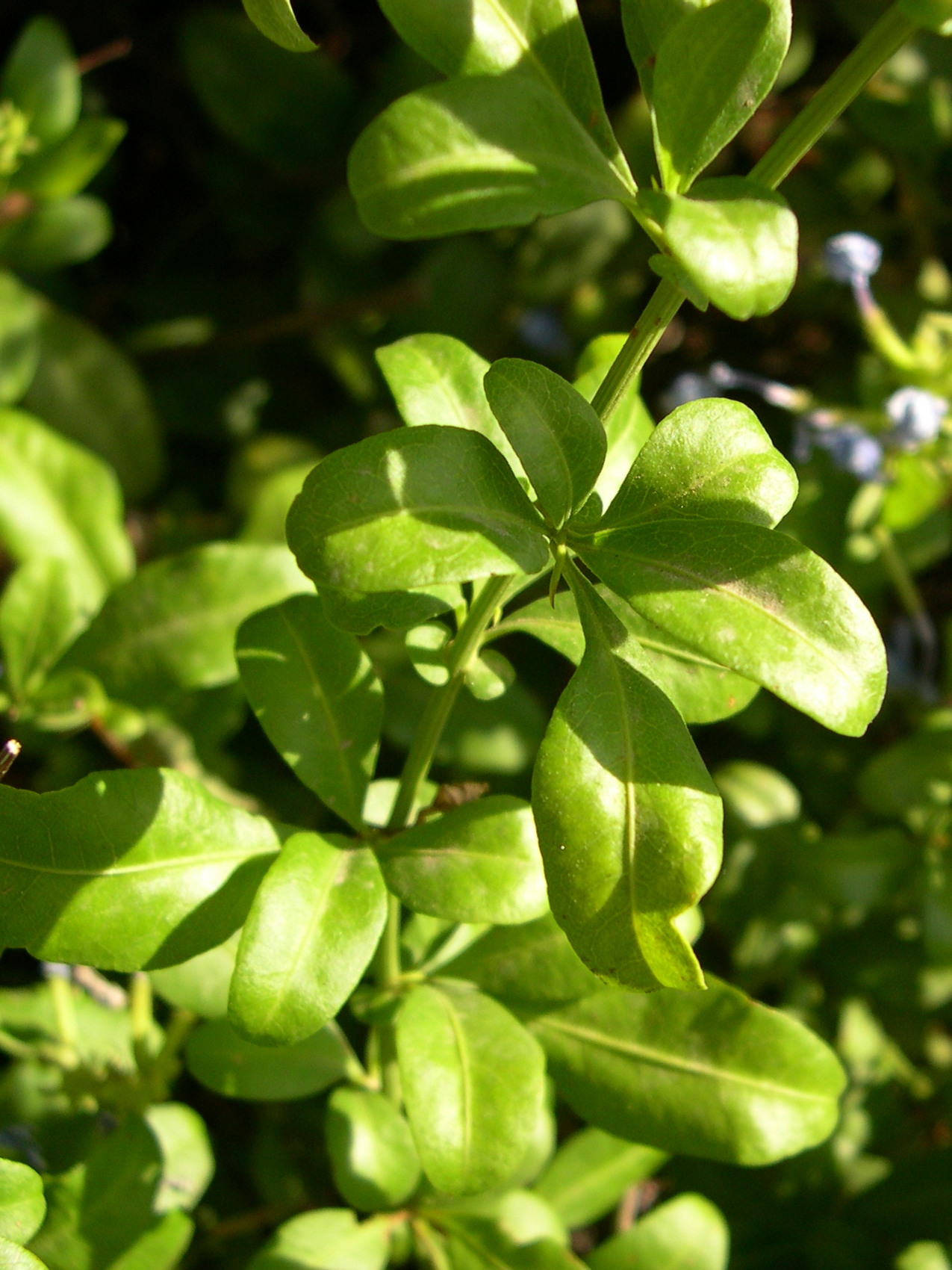 Afficher le média plumbago_auriculata4md plumbago_auriculata4md
