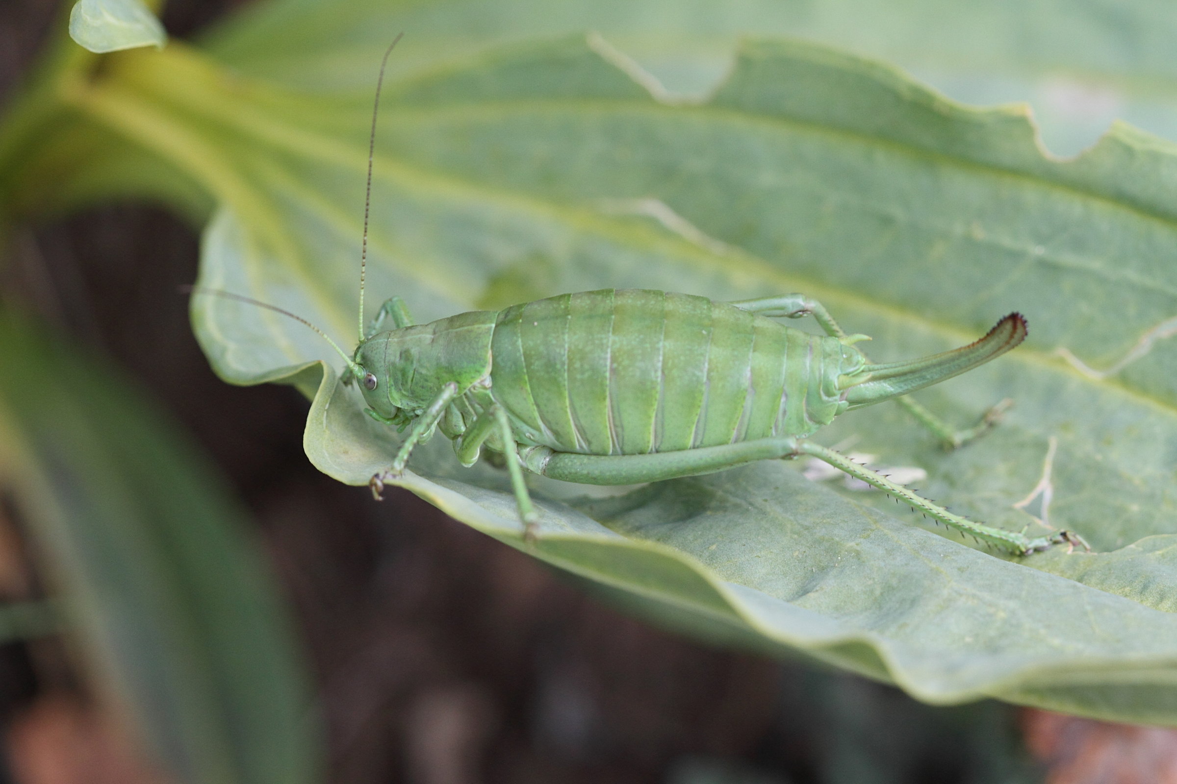 polysarcus_denticauda5bd