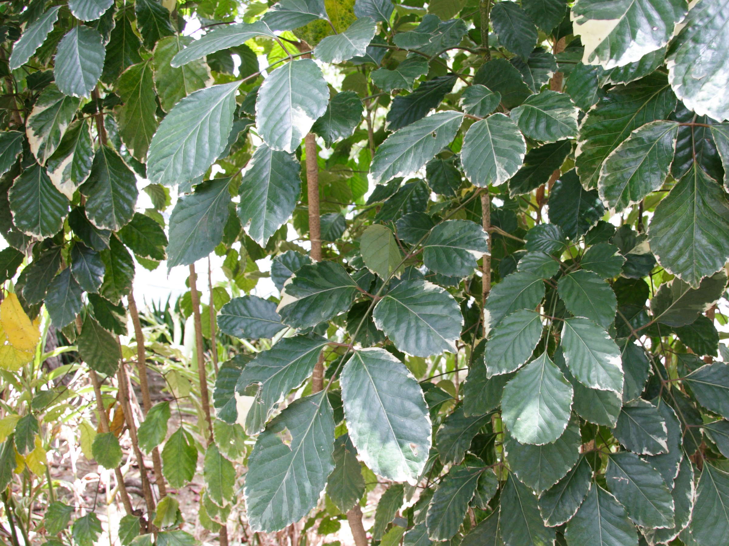 Polyscias_paniculata
