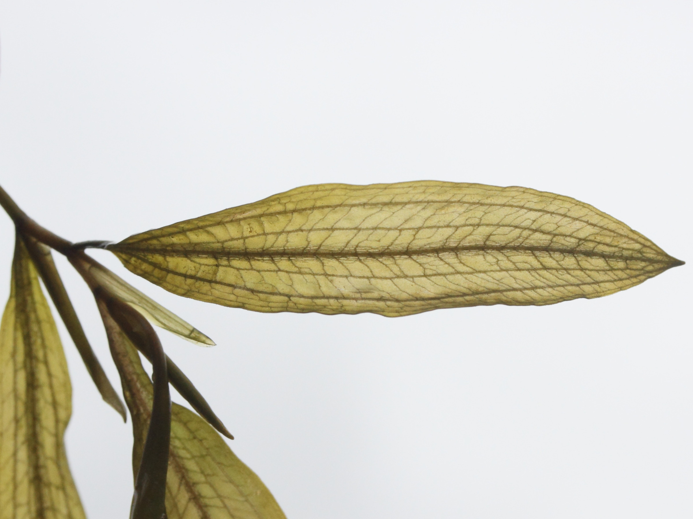 potamogeton_gramineus2md