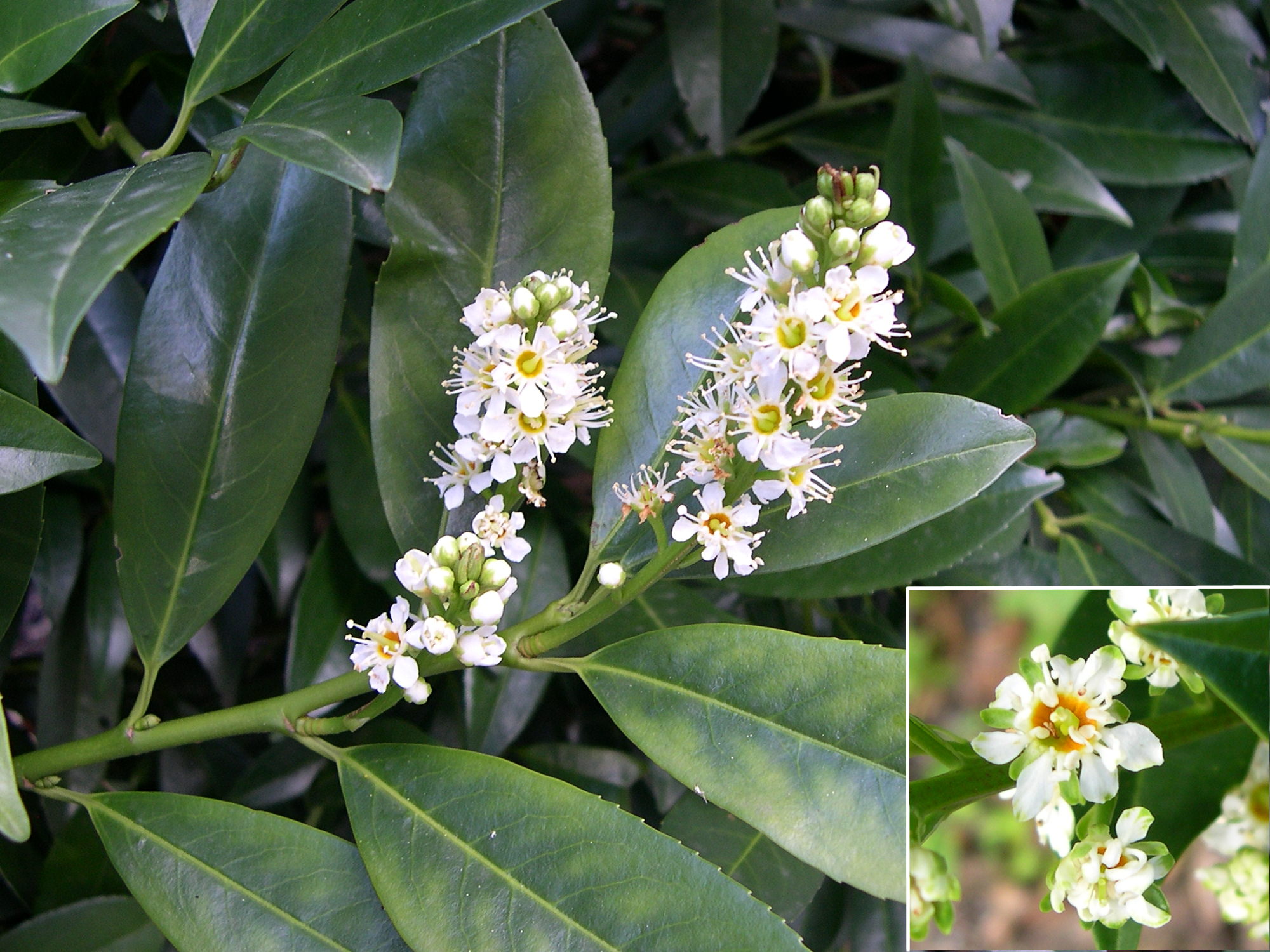 prunus_laurocerasus5md