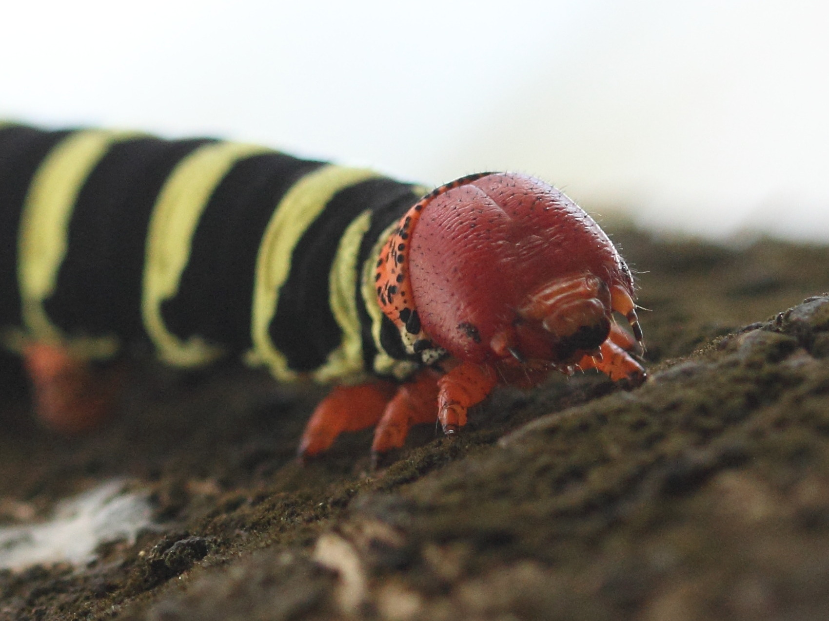 pseudosphinx_tetrio_ch4sd