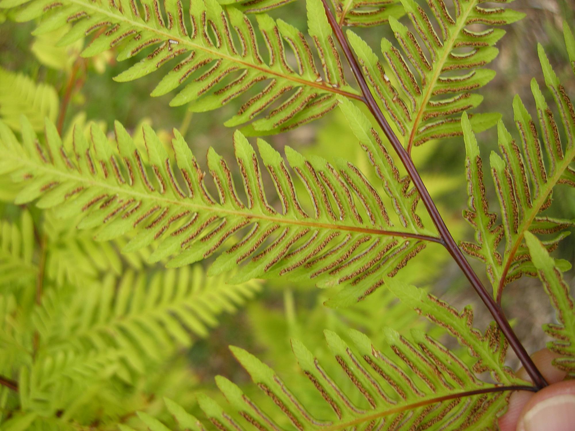 pteris_tremula2bd